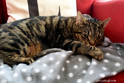 Explore Cats Protection’s Premier Cat Care Collection – Toys, Beds, Scratch Posts & More
