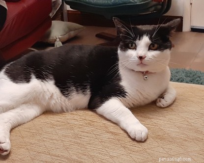 Mandatory Cat Microchipping: A Proven Way to Reunite Lost Cats with Their Owners