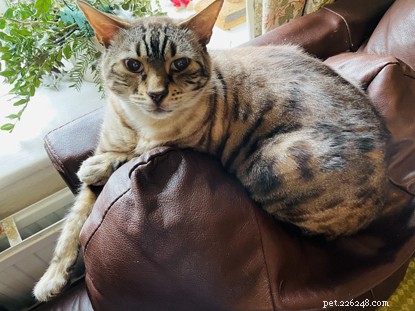 Steffi Stern Demonstrates Wool‑to‑Felt Cat Crafting: A Virtual DIY Workshop