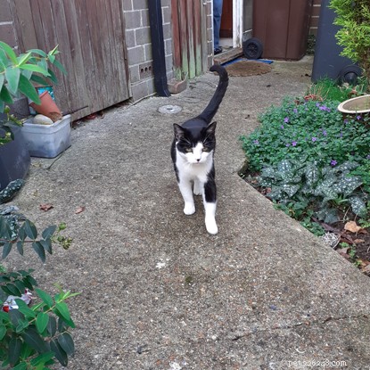 Mandatory Cat Microchipping: A Proven Way to Reunite Lost Cats with Their Owners