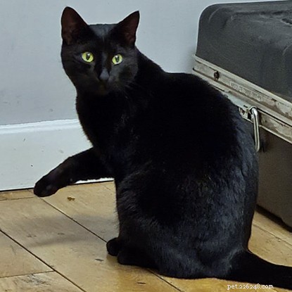 Mandatory Cat Microchipping: A Proven Way to Reunite Lost Cats with Their Owners