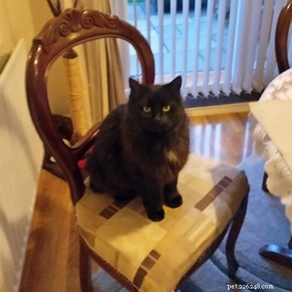 Mandatory Cat Microchipping: A Proven Way to Reunite Lost Cats with Their Owners