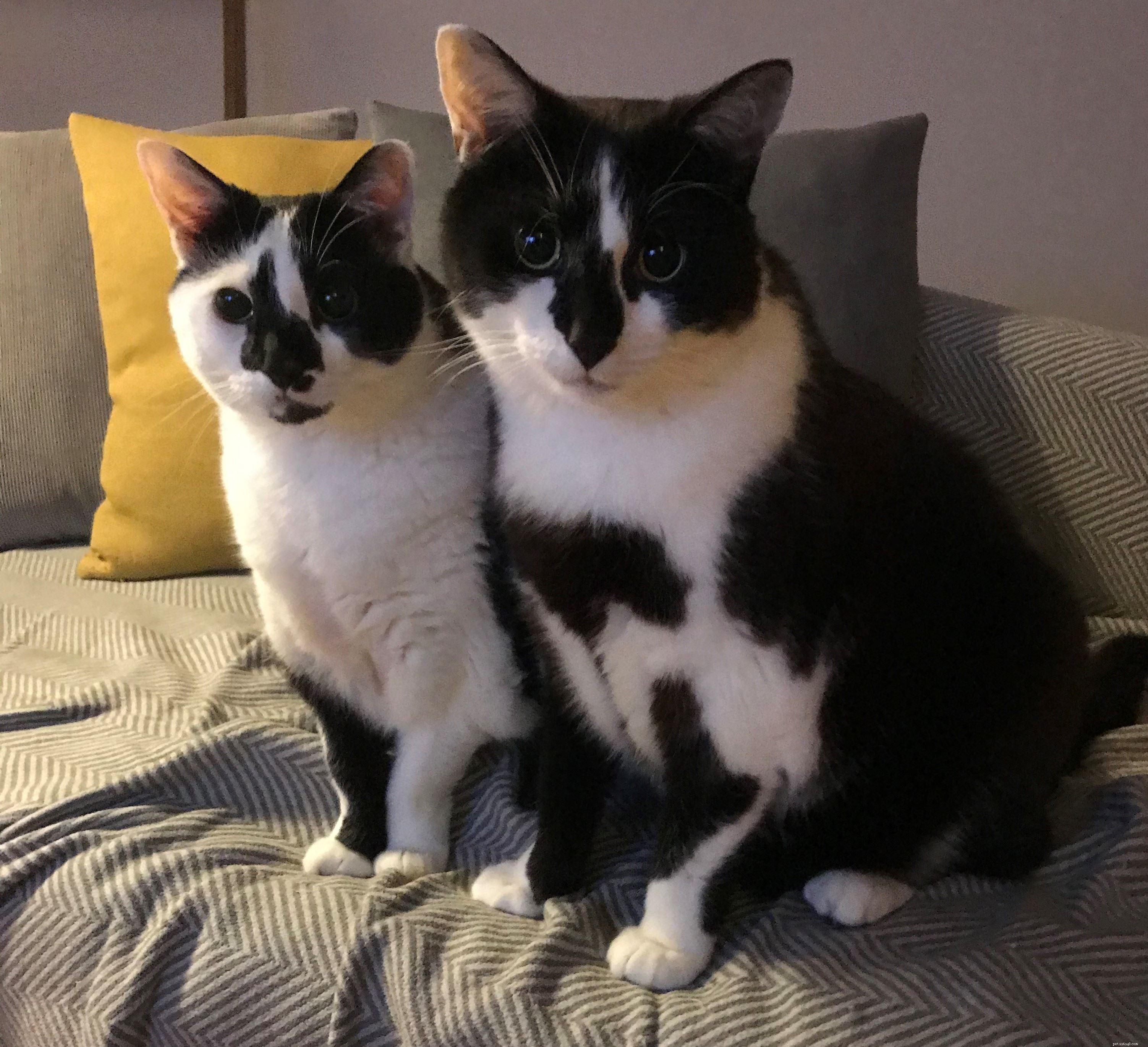 UK Pet Cats Are Gaining Weight During Lockdown, Study Finds