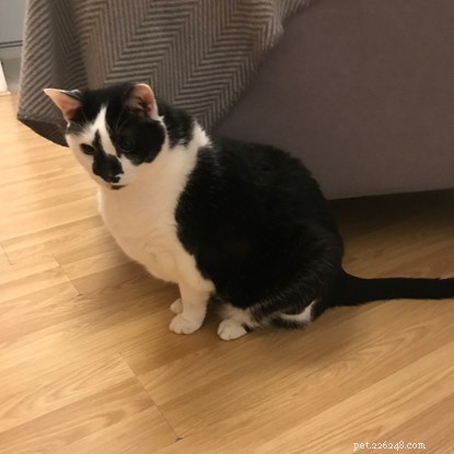 UK Pet Cats Are Gaining Weight During Lockdown, Study Finds