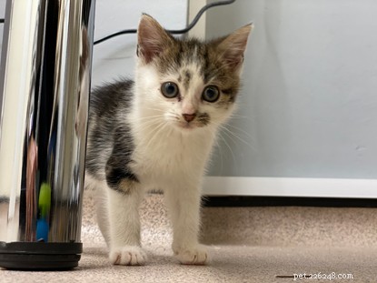 Beware: The Hidden Dangers of Purchasing Kittens Online During COVID-19