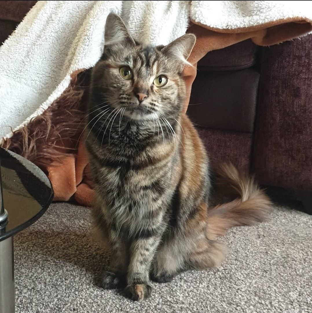 Survey Finds 60% of UK Adults Don’t Know Lilies Are Poisonous to Cats