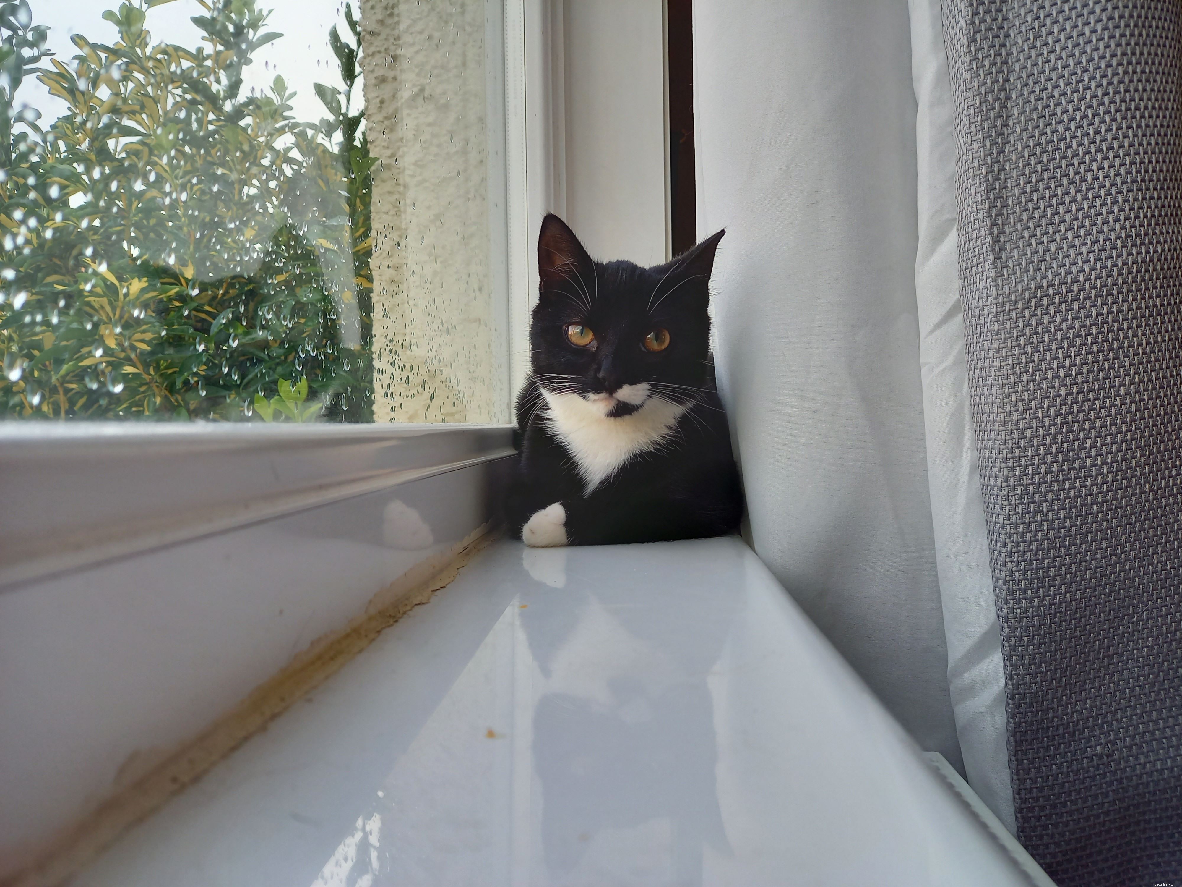 Kenneth Adopts Kitten After Volunteering with People’s Postcode Lottery at Glasgow Adoption Centre