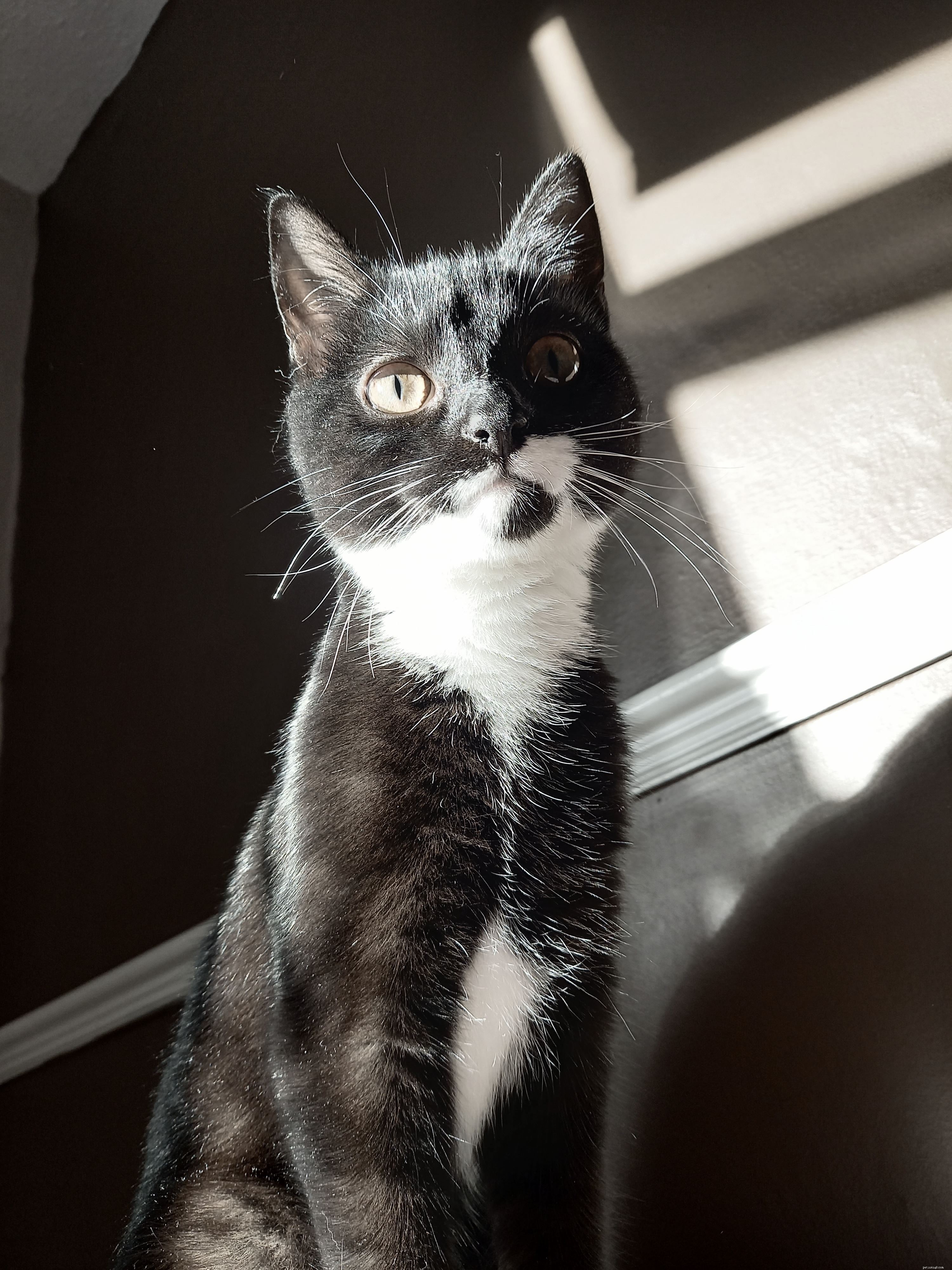 Kenneth Adopts Kitten After Volunteering with People’s Postcode Lottery at Glasgow Adoption Centre
