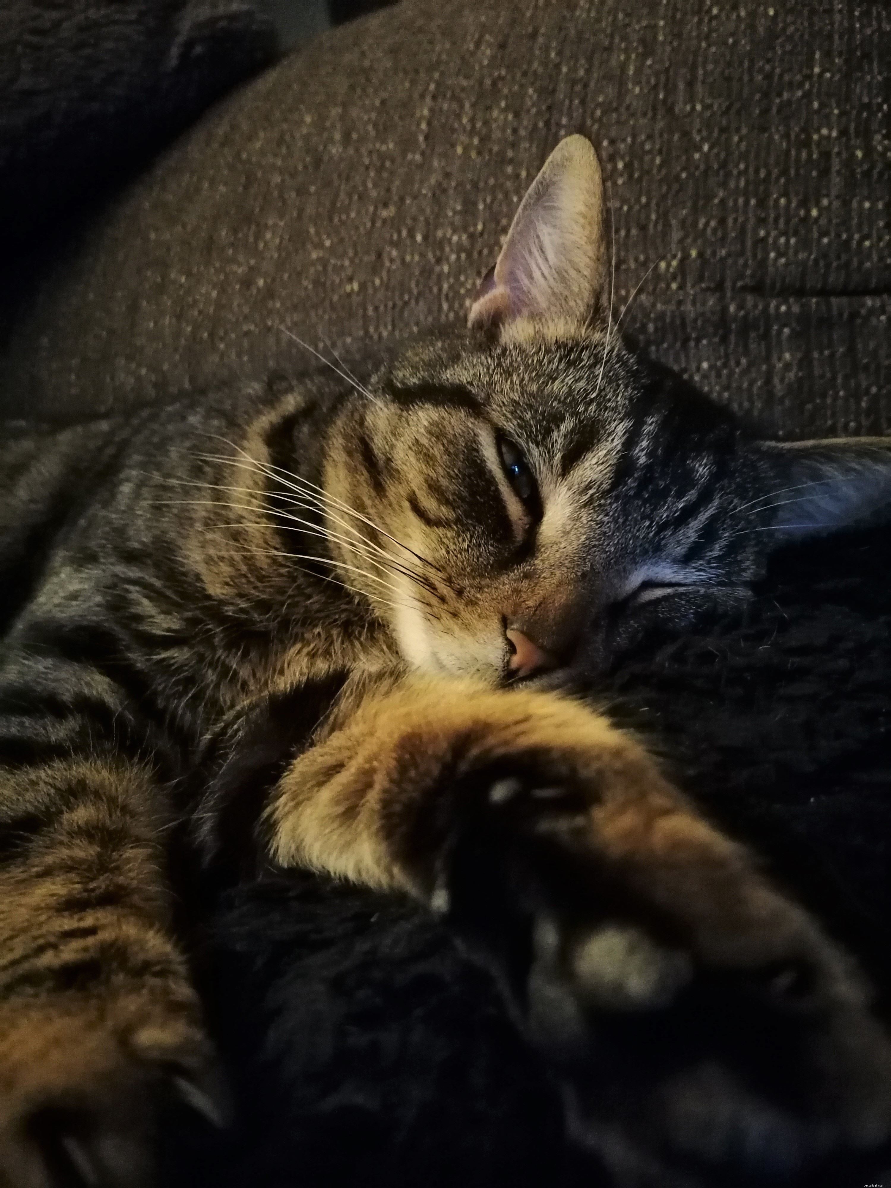 Microchipped Cats Chas & Dave Reunited After 16-Month Search