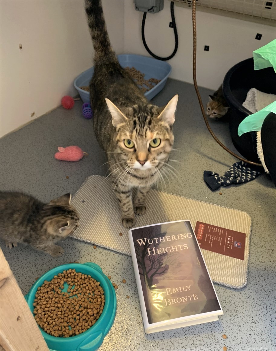 Cats Protection’s Downham Market Centre Names New Female Cats After Literary Icons for International Women’s Day