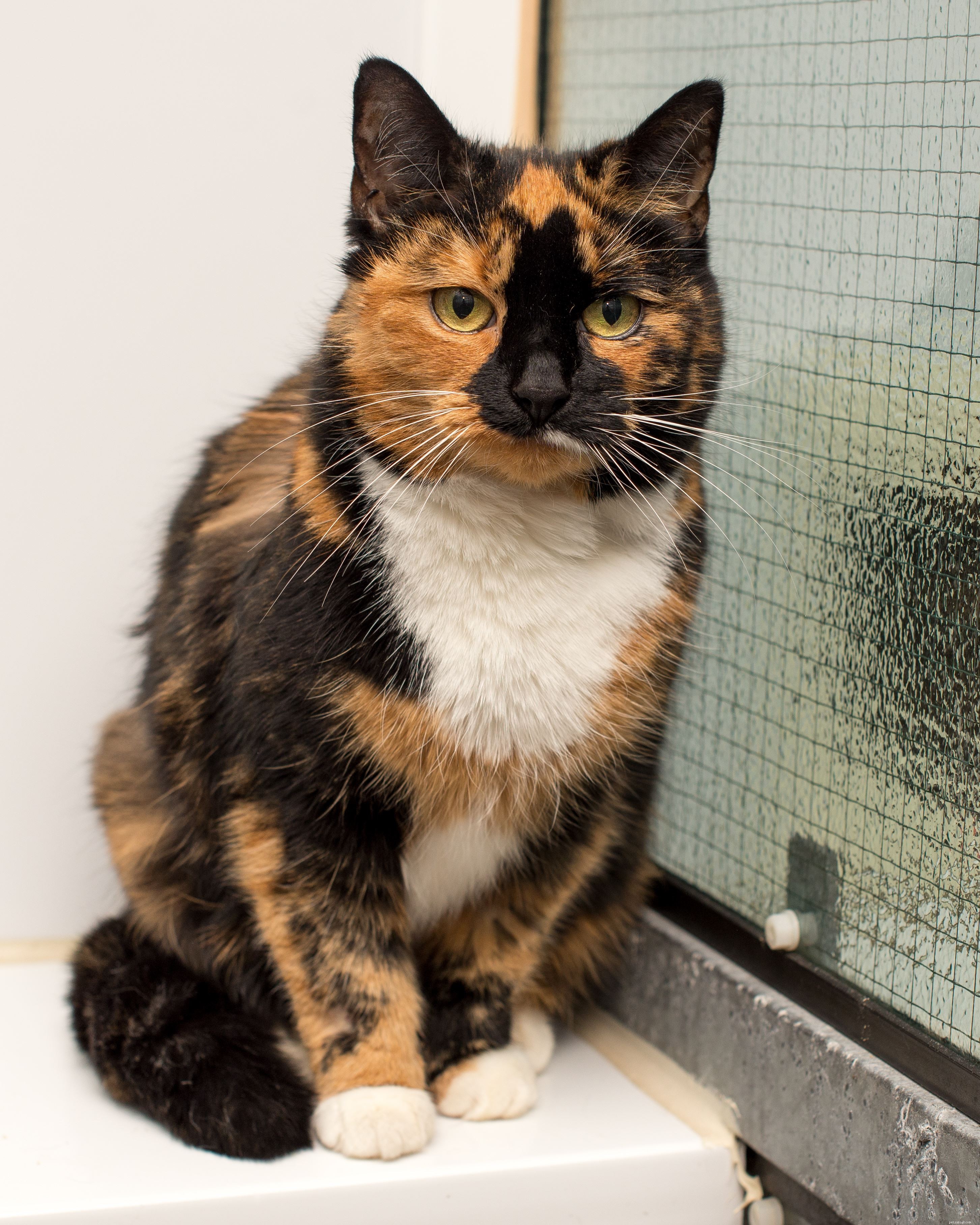 Boots Survives 14 Shotgun Wounds: Cats Protection Staff Rescue and Recover Tortoiseshell Cat