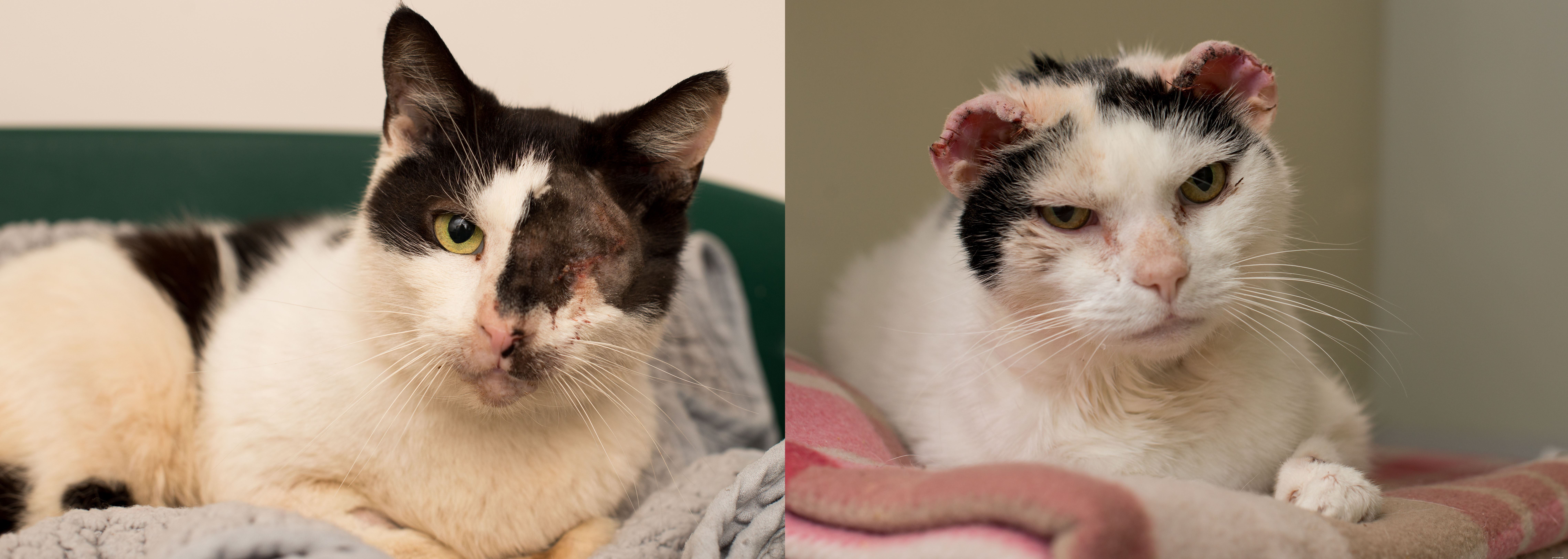 Boots Survives 14 Shotgun Wounds: Cats Protection Staff Rescue and Recover Tortoiseshell Cat