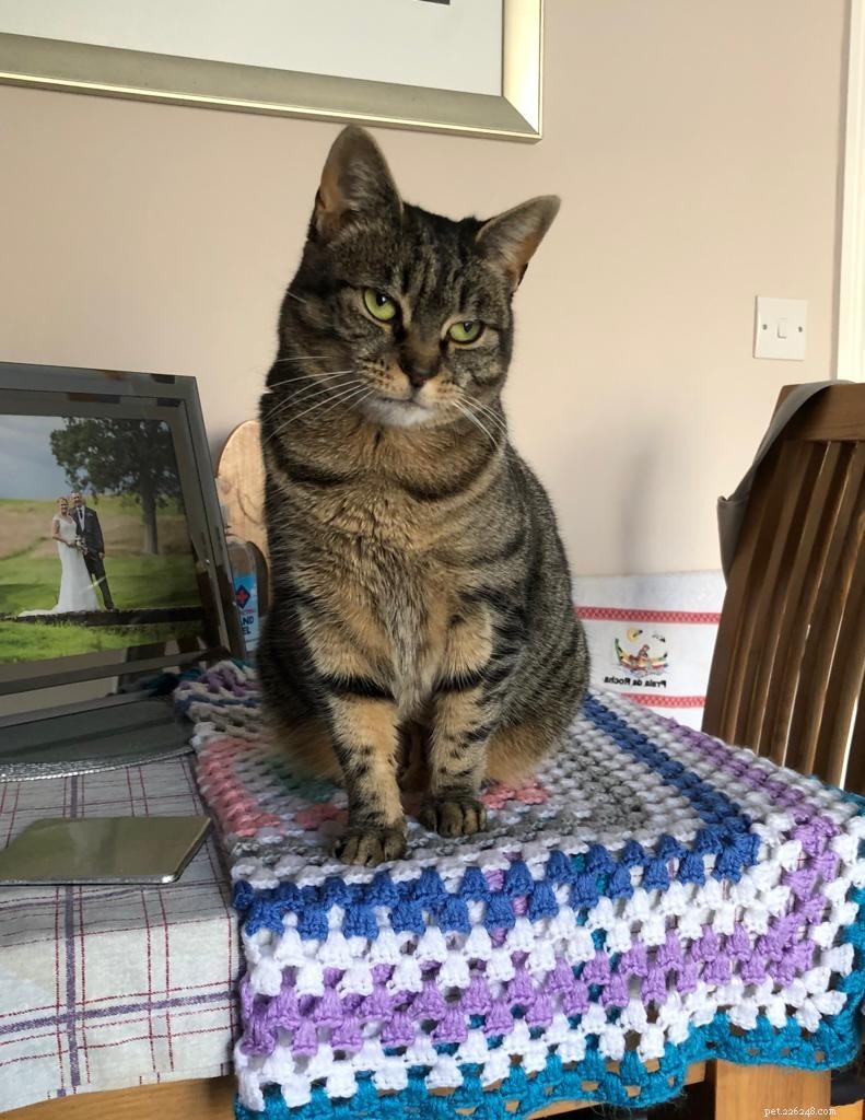 Caring for a Deaf Cat: Luna’s Journey & Practical Tips for World Hearing Day