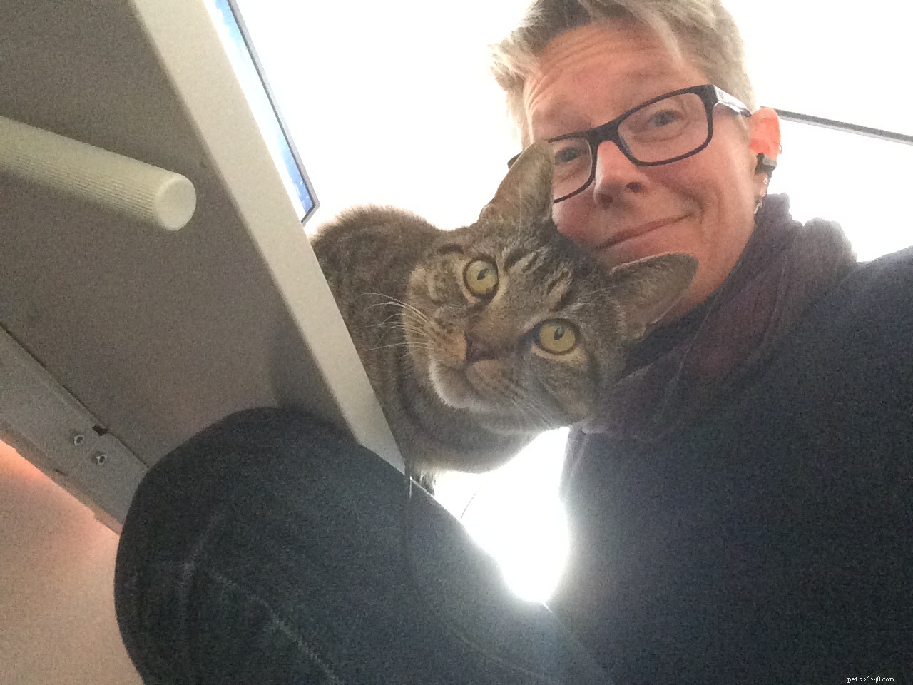 Cats Protection Employees Share How They and Their Pets Adapted During COVID-19 for National Careers Week