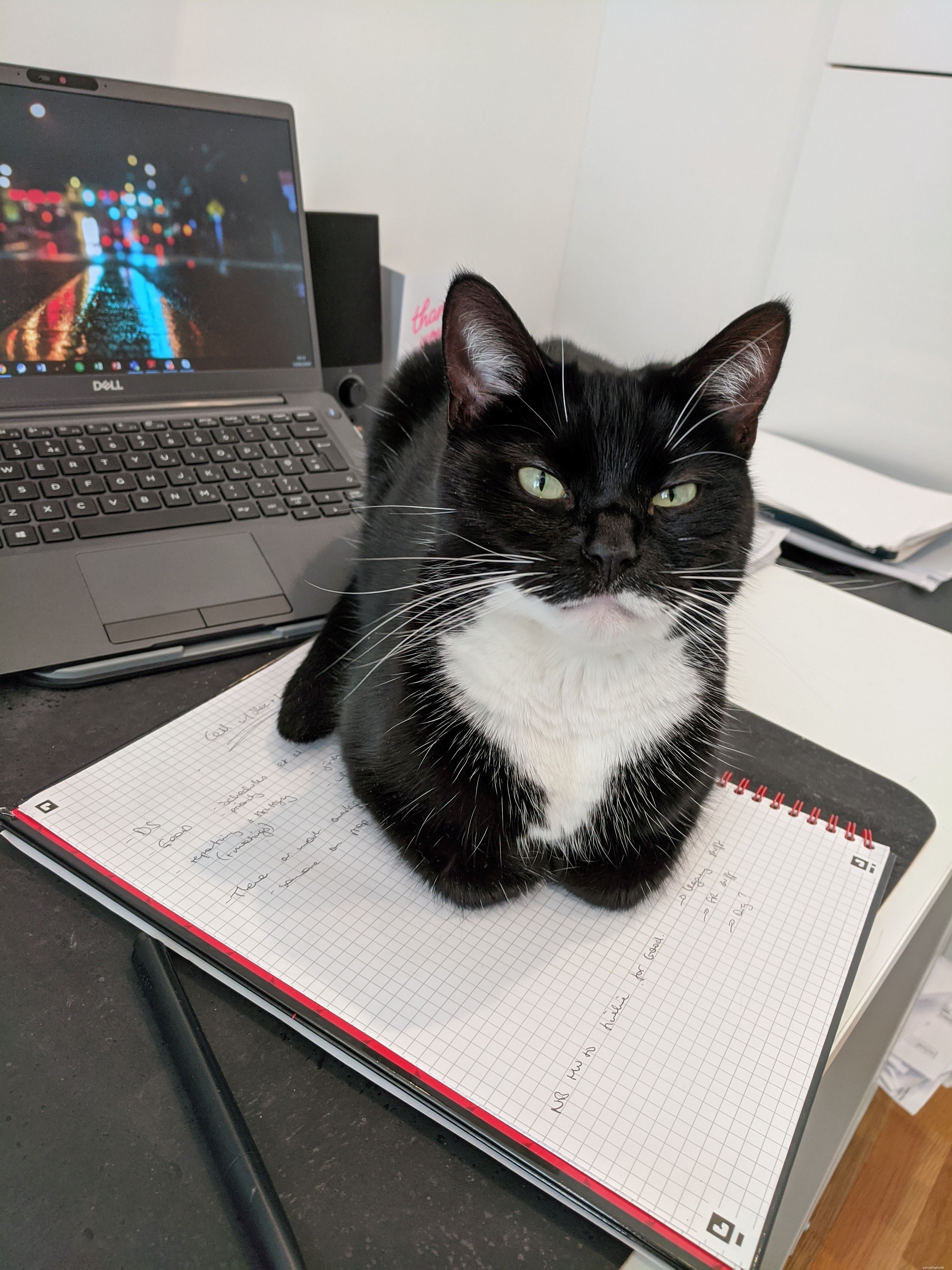 Cats Protection Employees Share How They and Their Pets Adapted During COVID-19 for National Careers Week
