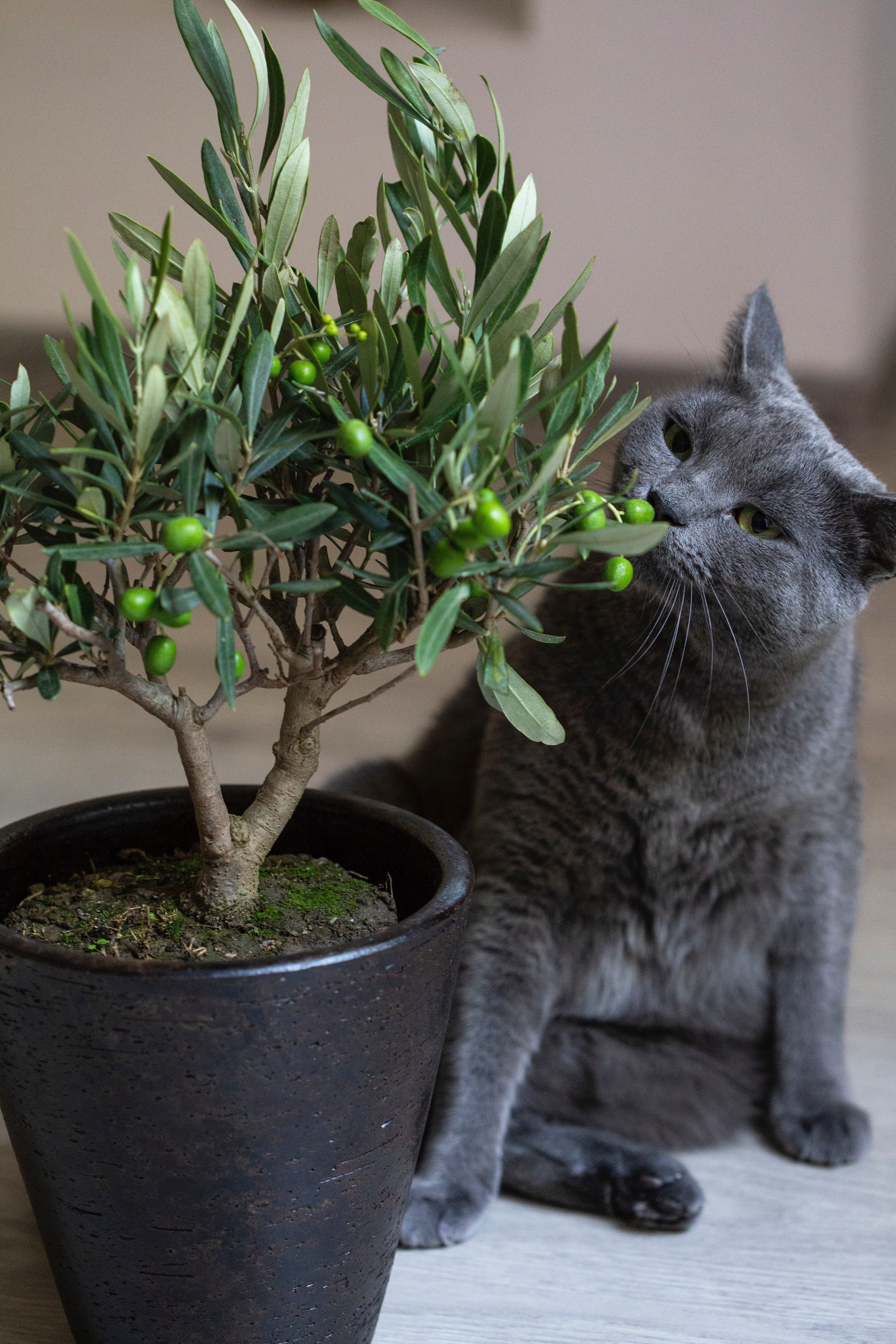 Buy Pet-Friendly Flowers & Indoor Plants Online – Safe, Stylish Gifts for You and Your Cats