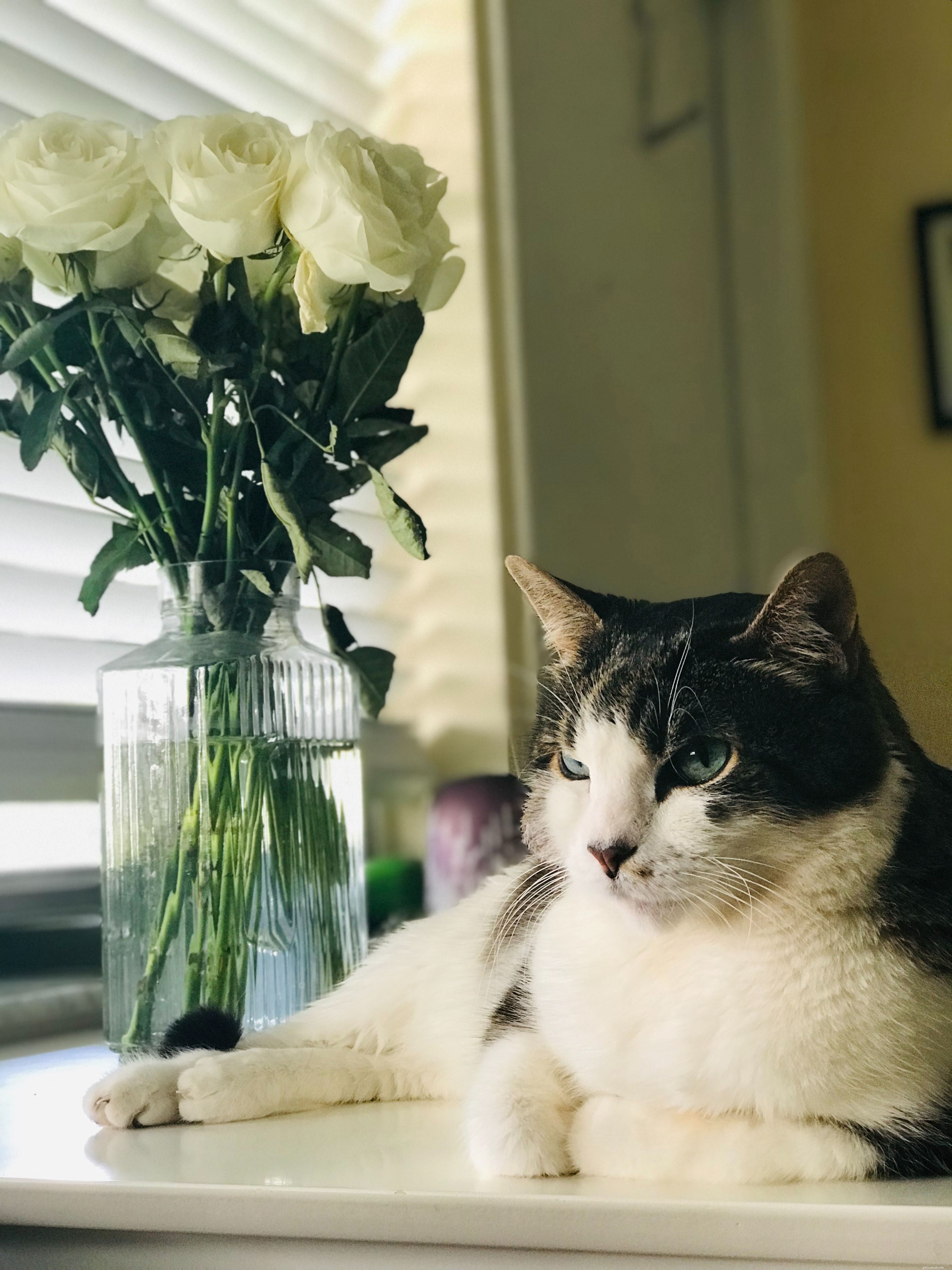 Buy Pet-Friendly Flowers & Indoor Plants Online – Safe, Stylish Gifts for You and Your Cats