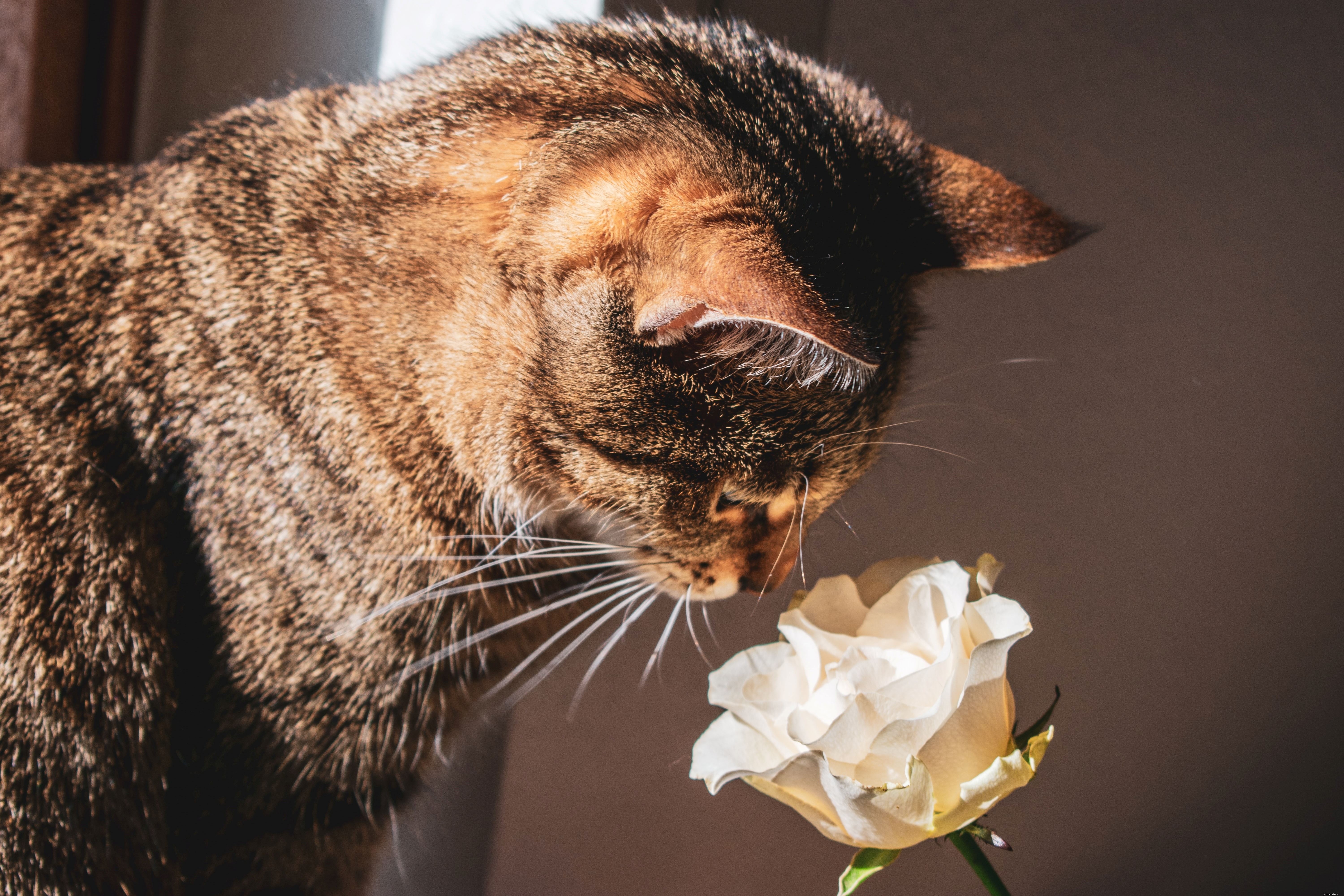 Buy Pet-Friendly Flowers & Indoor Plants Online – Safe, Stylish Gifts for You and Your Cats