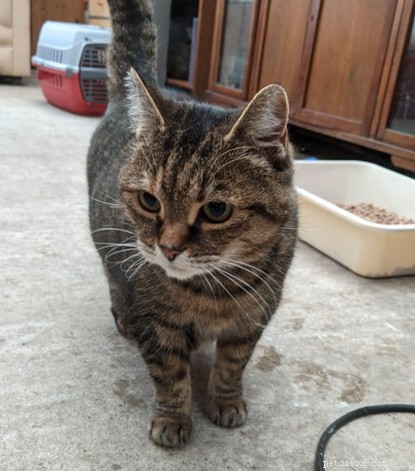 Paddington: A Resilient Kitten Finds a Loving Home After a Difficult Start