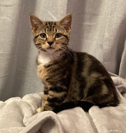 Paddington: A Resilient Kitten Finds a Loving Home After a Difficult Start