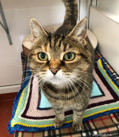 Paddington: A Resilient Kitten Finds a Loving Home After a Difficult Start