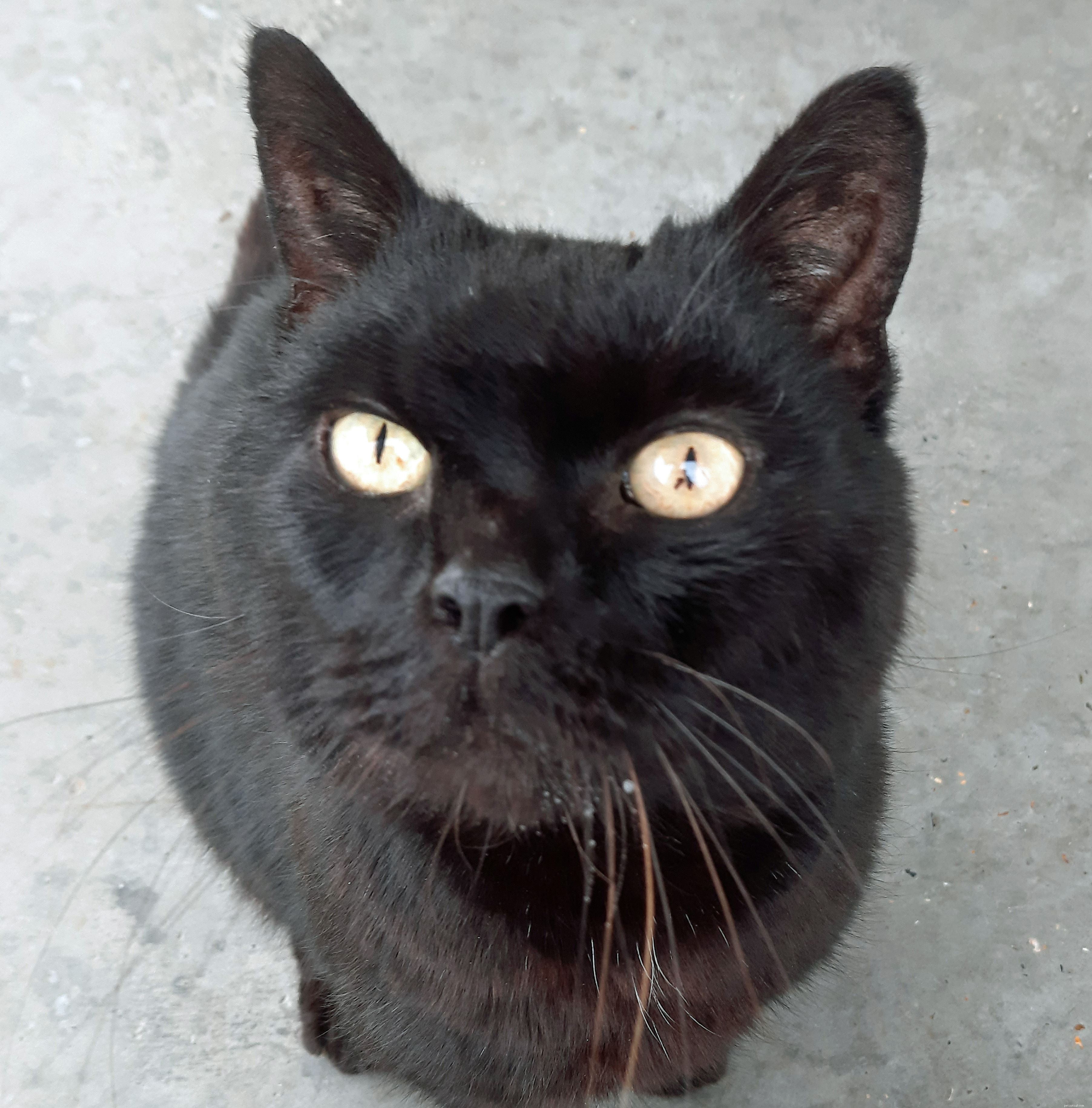 Long‑Lost Isle of Wight Cat Jess Reunited After 14 Years – A Heartwarming Story