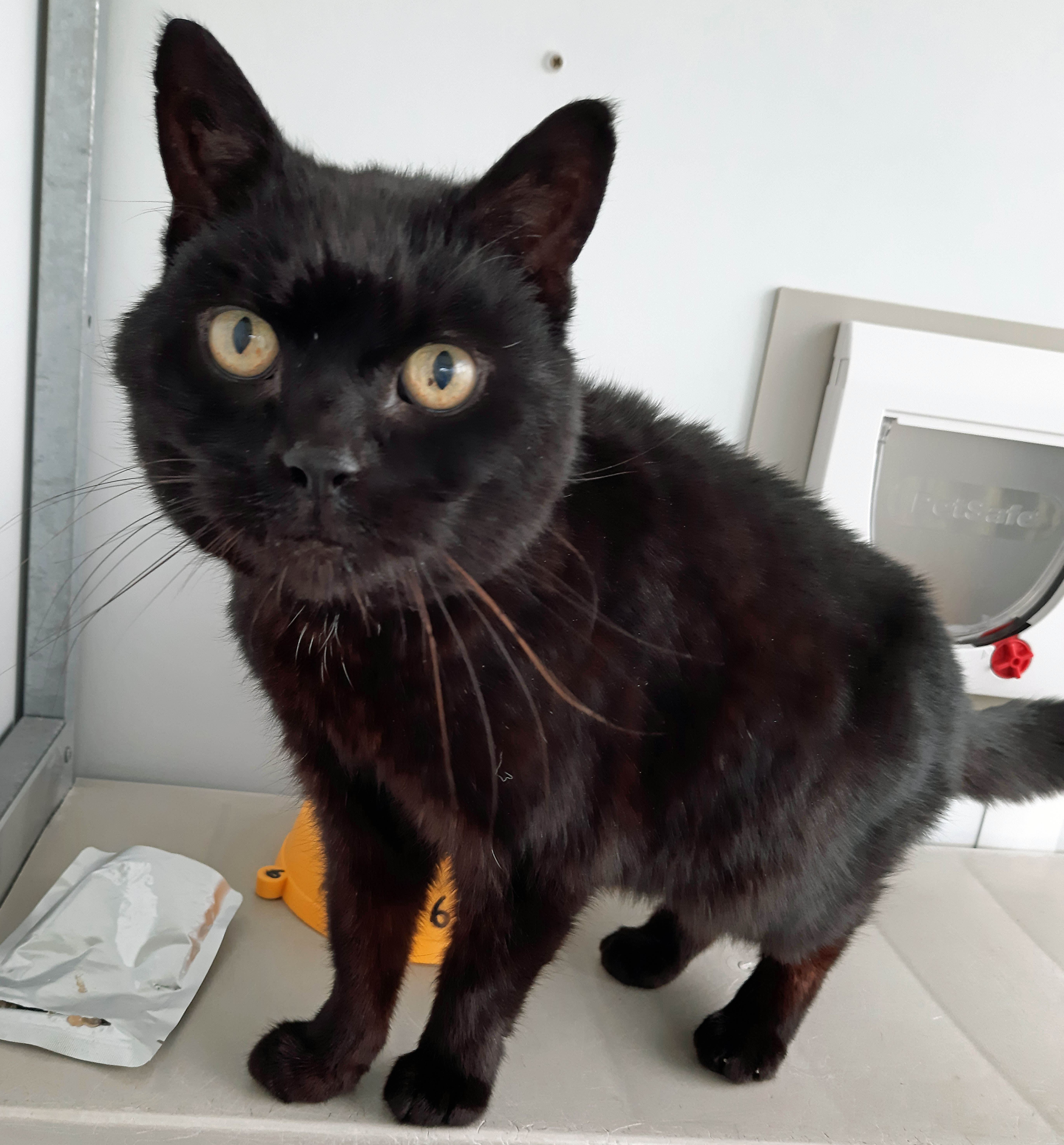 Long‑Lost Isle of Wight Cat Jess Reunited After 14 Years – A Heartwarming Story
