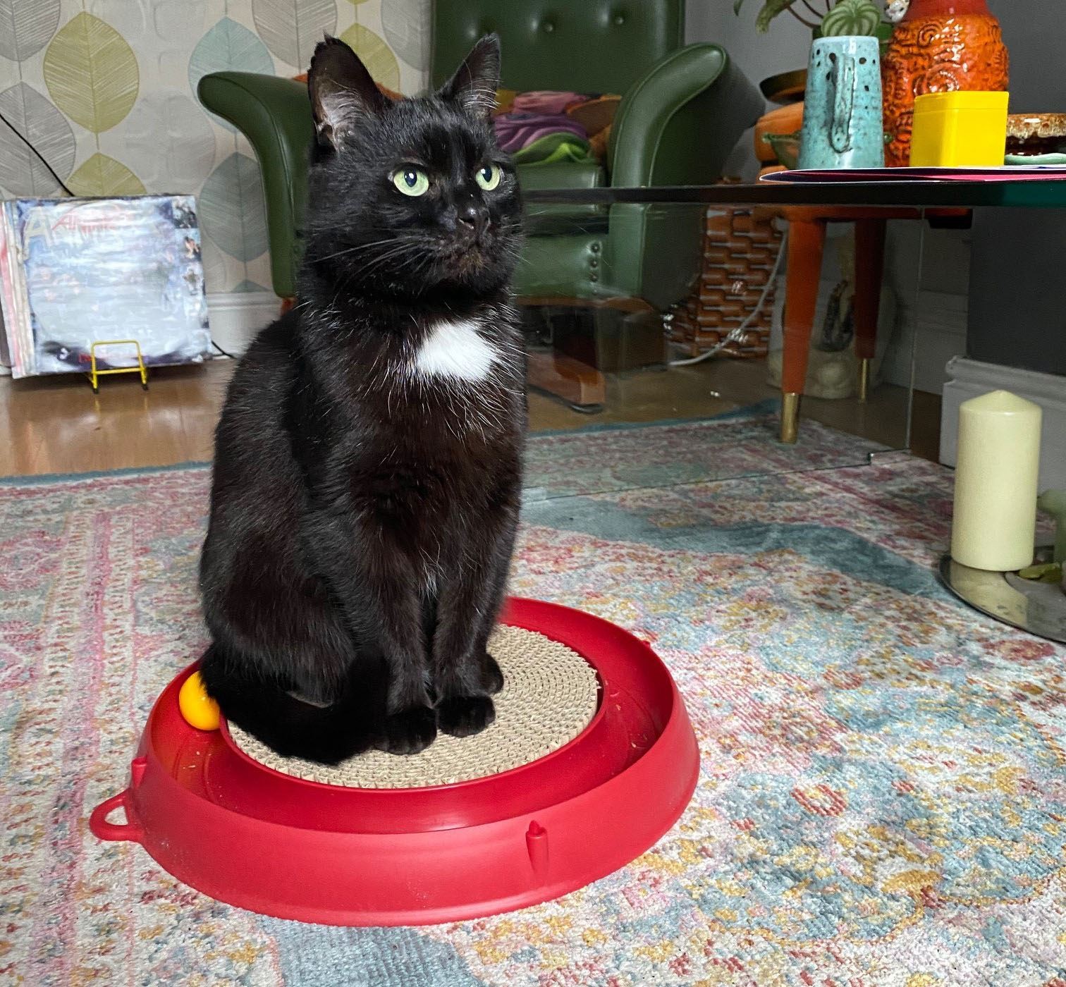 Celebrating One Year of Our Hands‑Free Cat Adoption Service: 20,000 Cats Rehomed During Lockdown