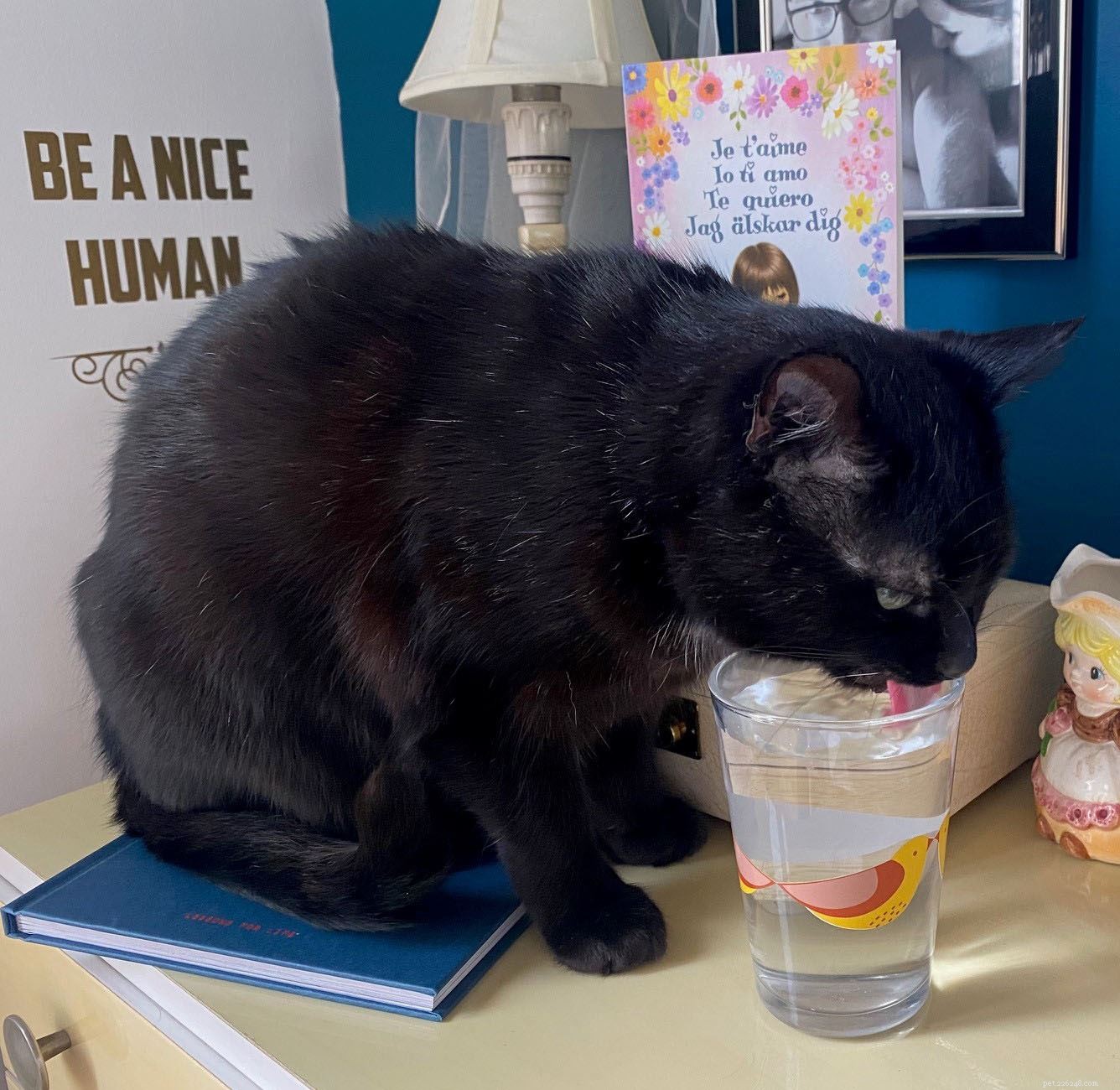 Celebrating One Year of Our Hands‑Free Cat Adoption Service: 20,000 Cats Rehomed During Lockdown