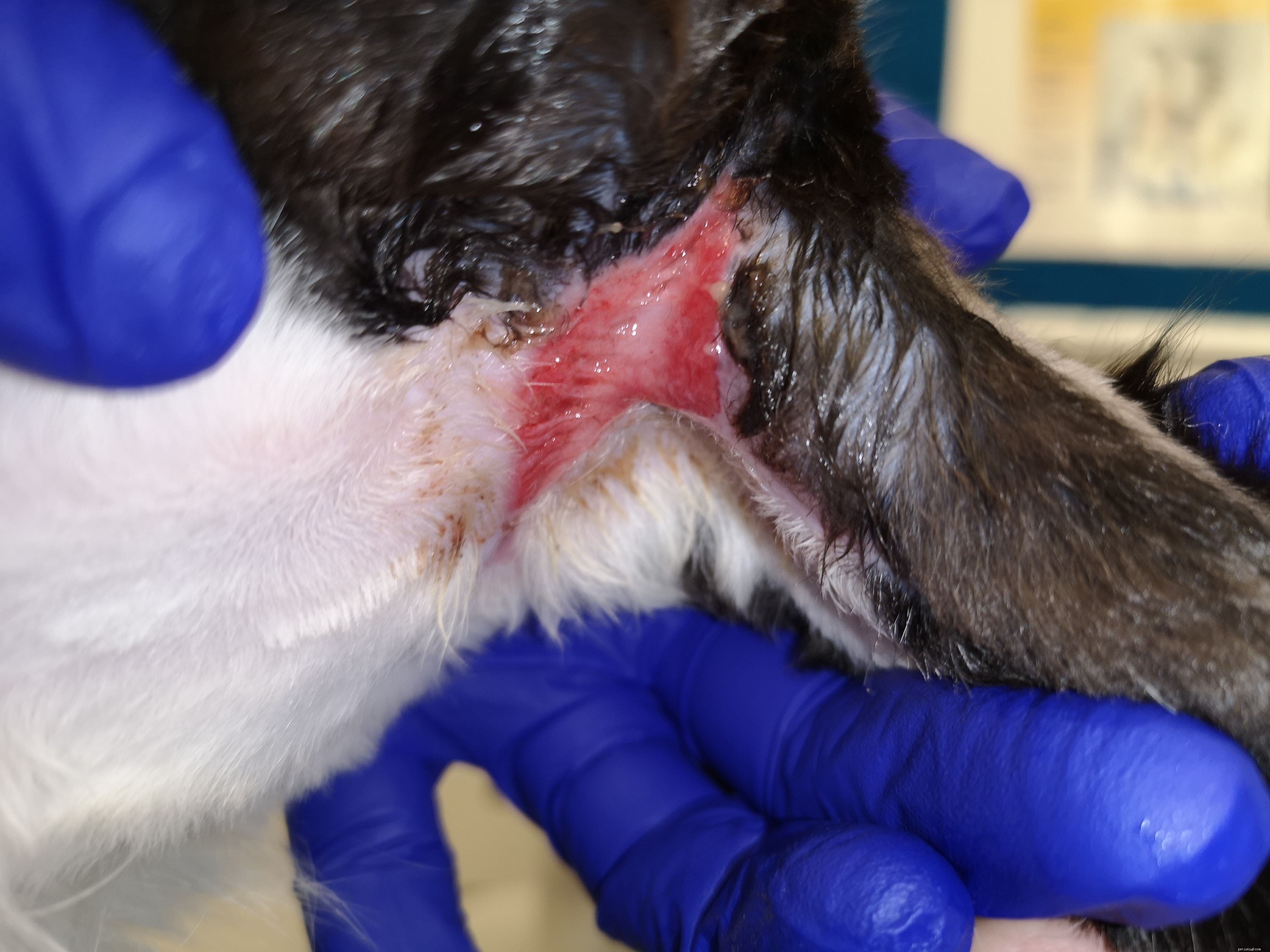Cats Protection Urges Owners to Avoid Harmful Collars That May Cause Injury