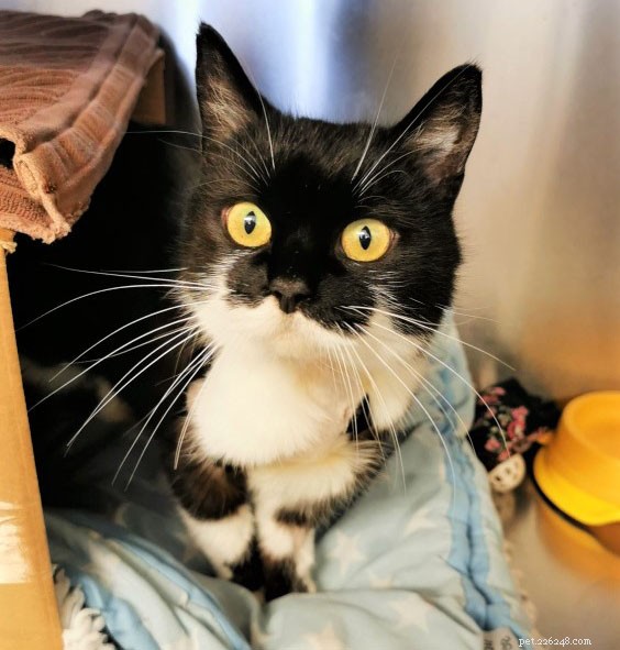 Cats Protection Urges Owners to Avoid Harmful Collars That May Cause Injury