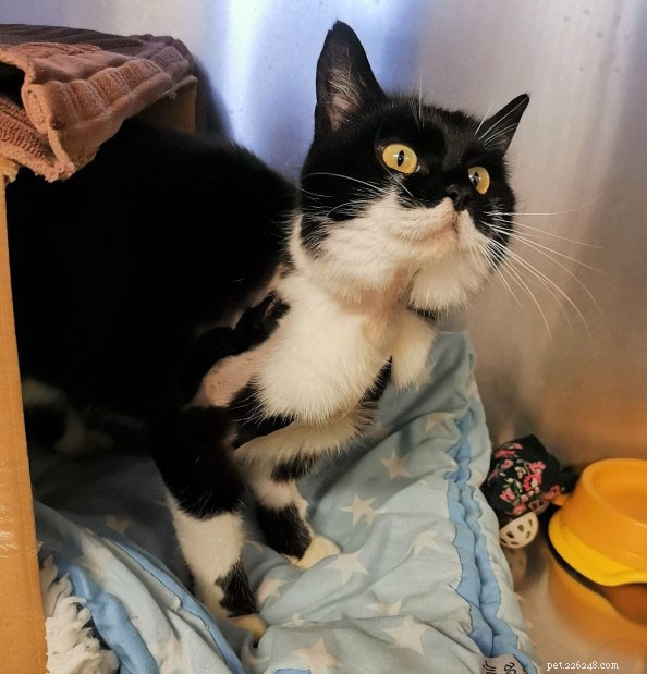 Cats Protection Urges Owners to Avoid Harmful Collars That May Cause Injury