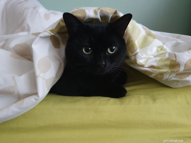 From Timid to Trusted: How Patience Helped Elvis Find His New Home