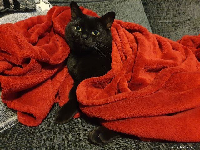 From Timid to Trusted: How Patience Helped Elvis Find His New Home