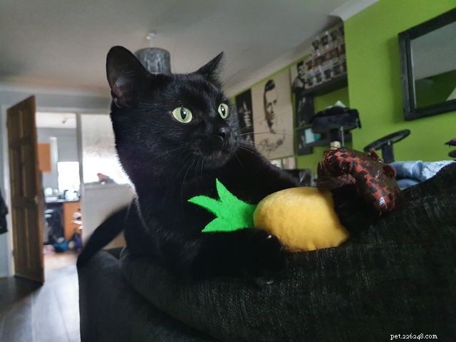 From Timid to Trusted: How Patience Helped Elvis Find His New Home