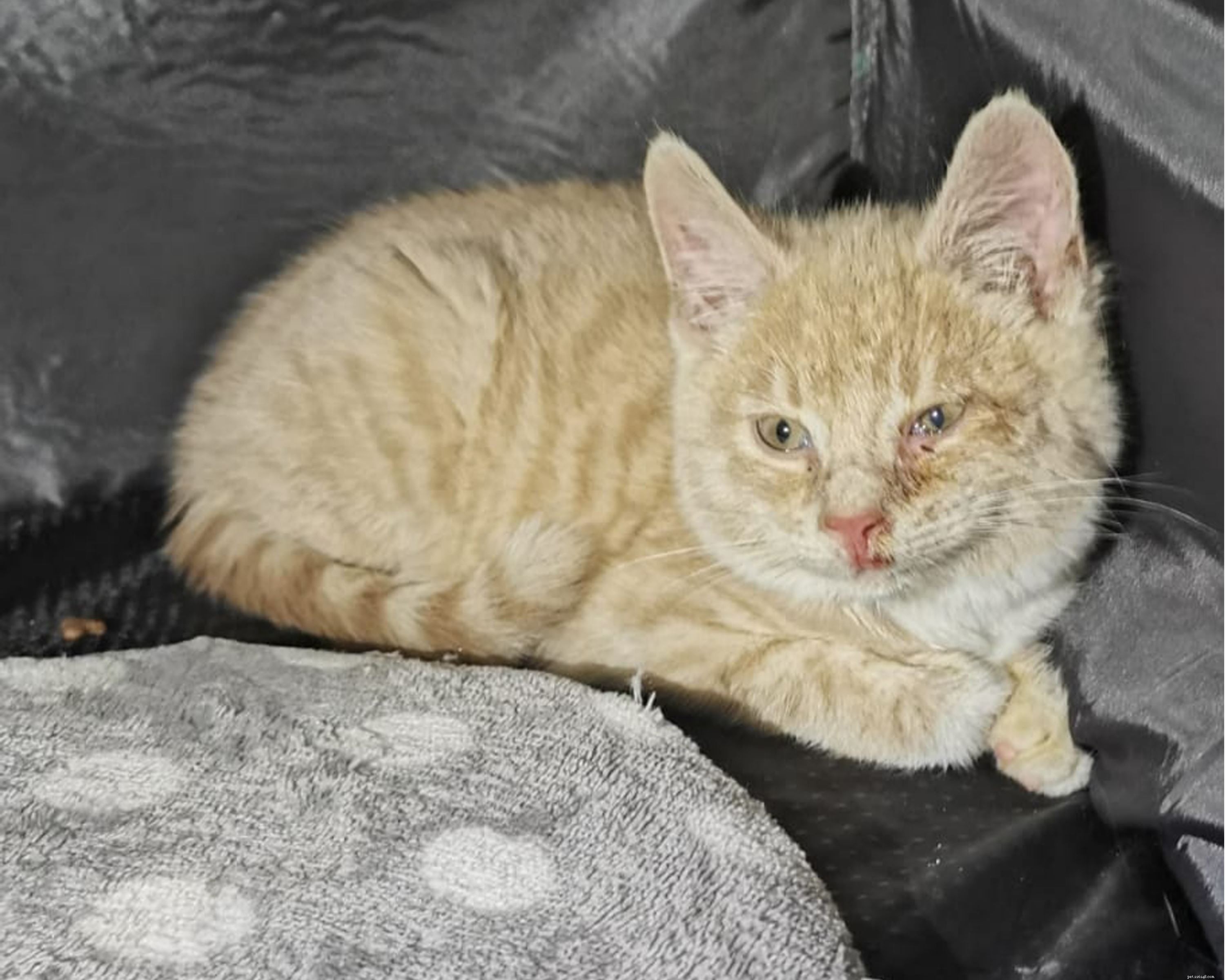 Pawsome Players: Streamers Raise Funds for Cats Through Gaming, Gigs, and Cook-Alongs