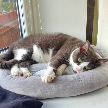 Claire Nicklin s 100-Mile Challenge Raises £300 for Cats After Welcoming Two New Feline Family Members