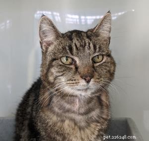 Claire Nicklin s 100-Mile Challenge Raises £300 for Cats After Welcoming Two New Feline Family Members