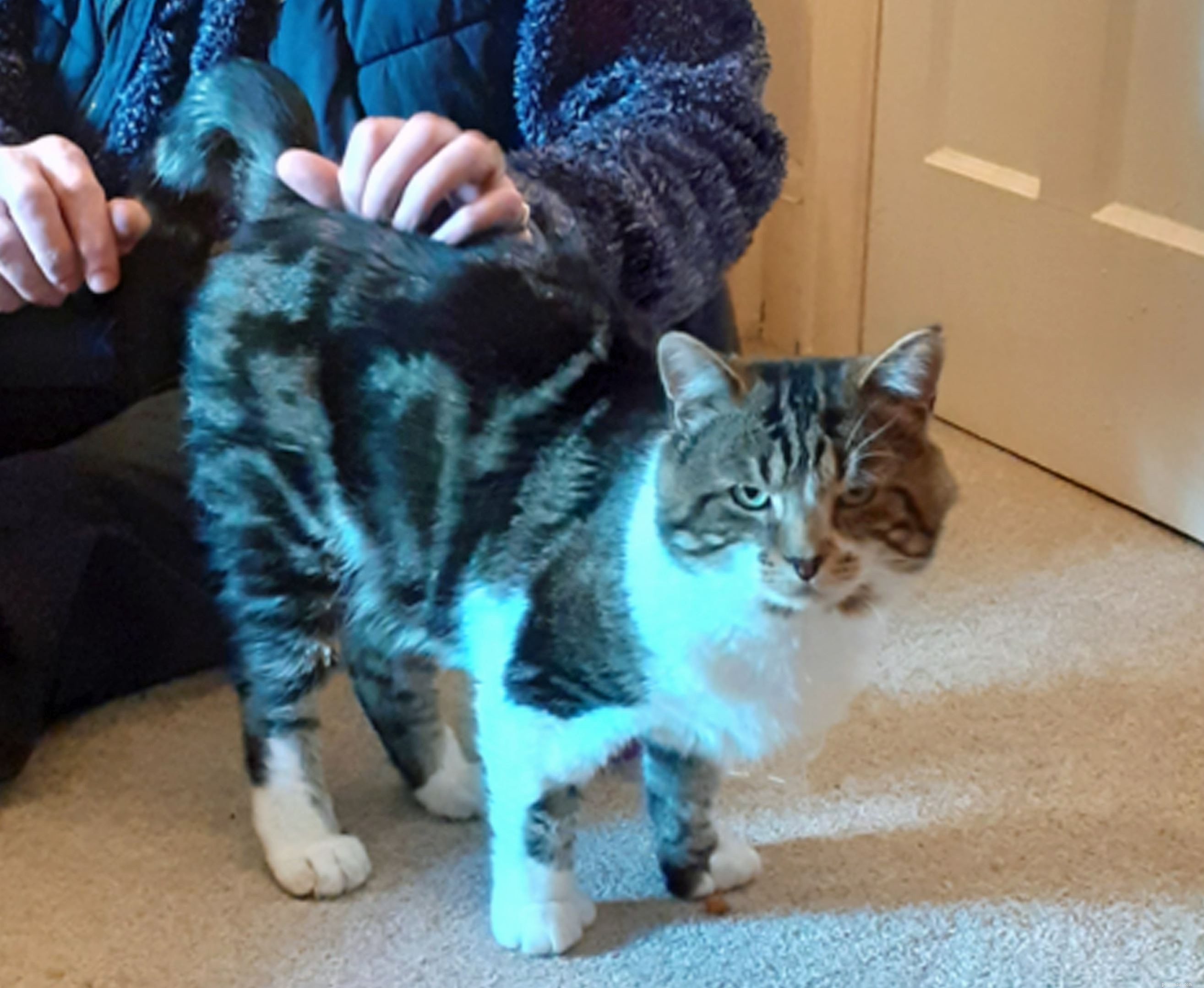 Cats Protection Rehomes Polydactyl Kitten  Fingle  and His Family in Taunton & Wellington