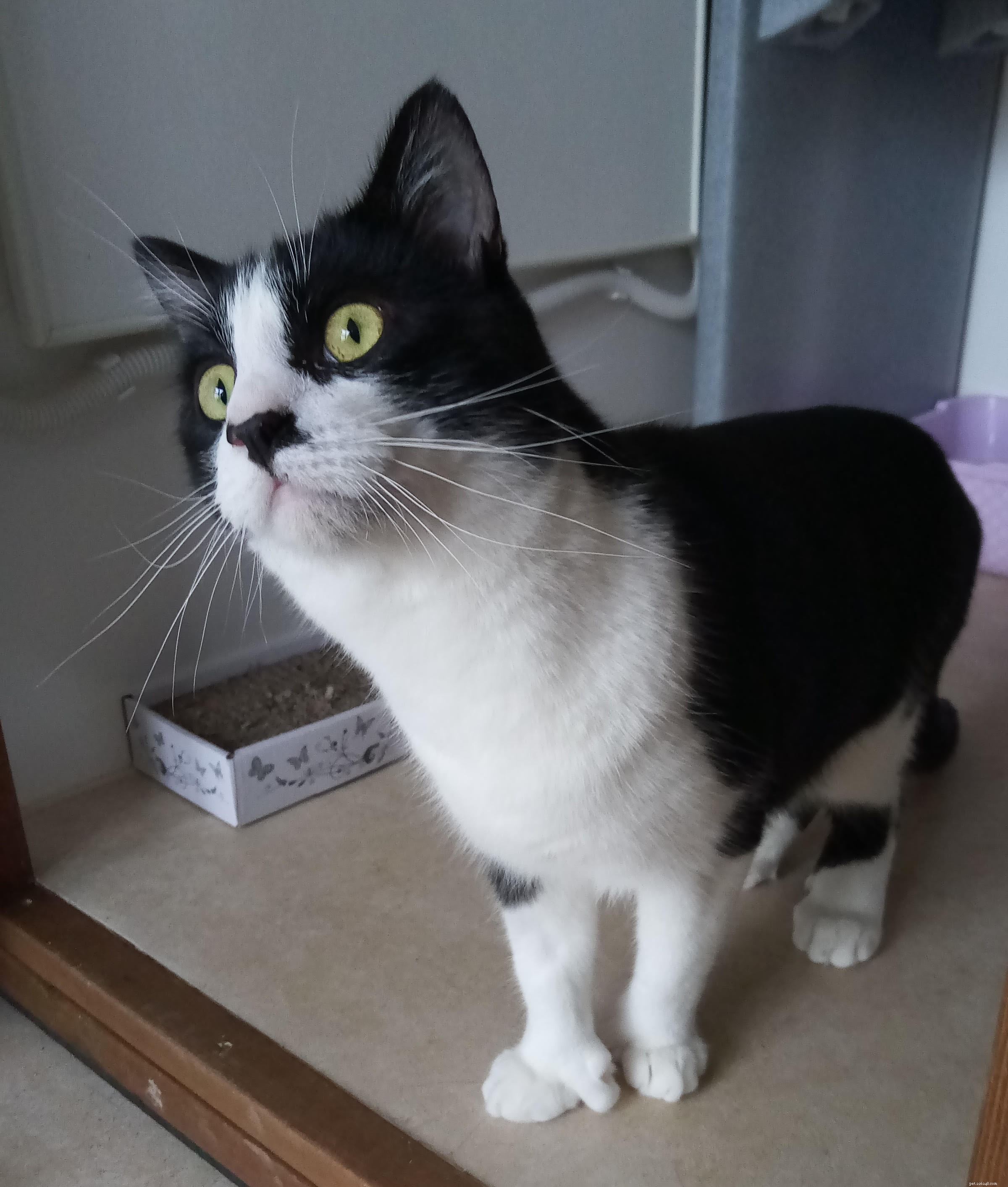 Cats Protection Rehomes Polydactyl Kitten  Fingle  and His Family in Taunton & Wellington