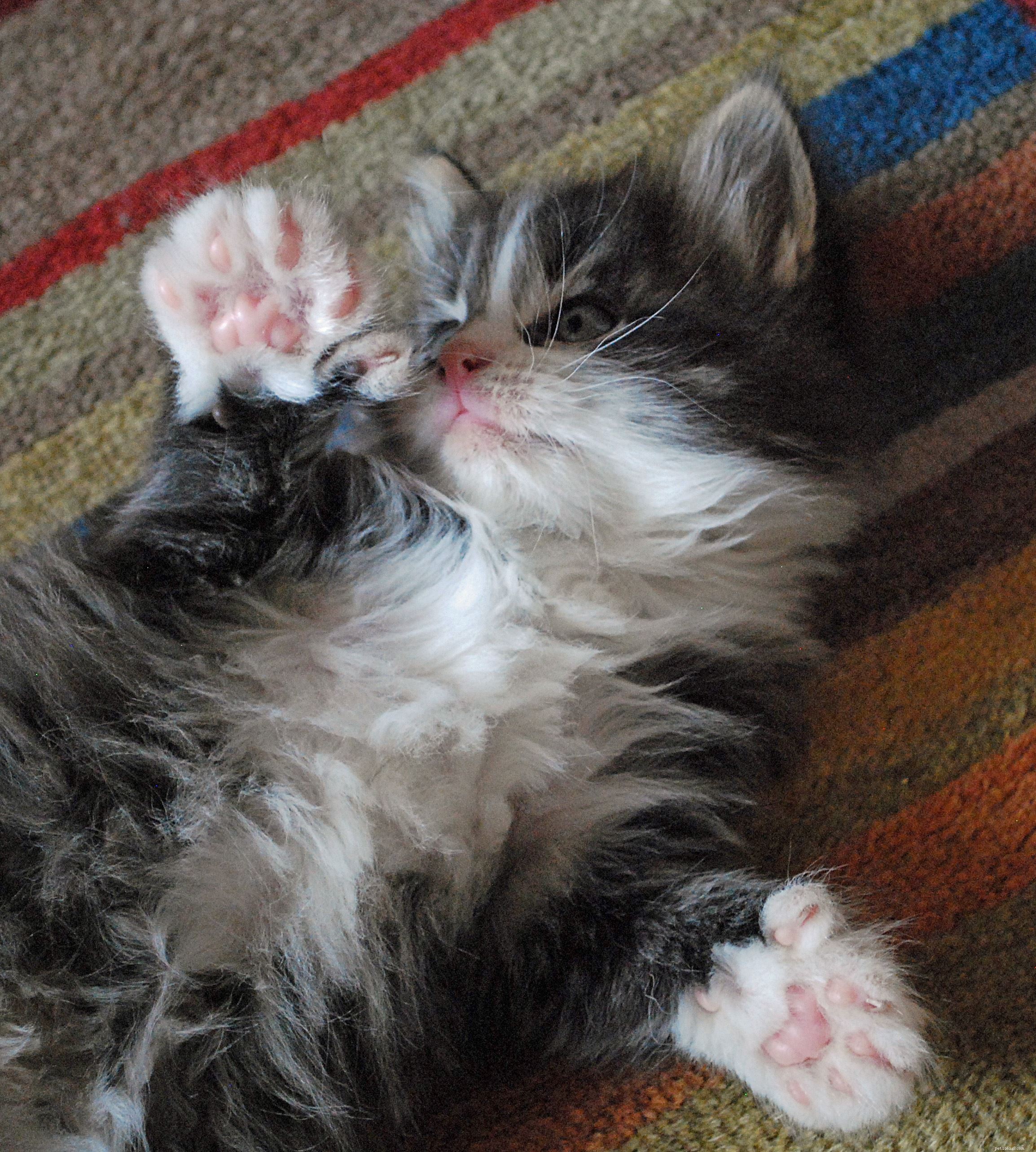 Cats Protection Rehomes Polydactyl Kitten  Fingle  and His Family in Taunton & Wellington