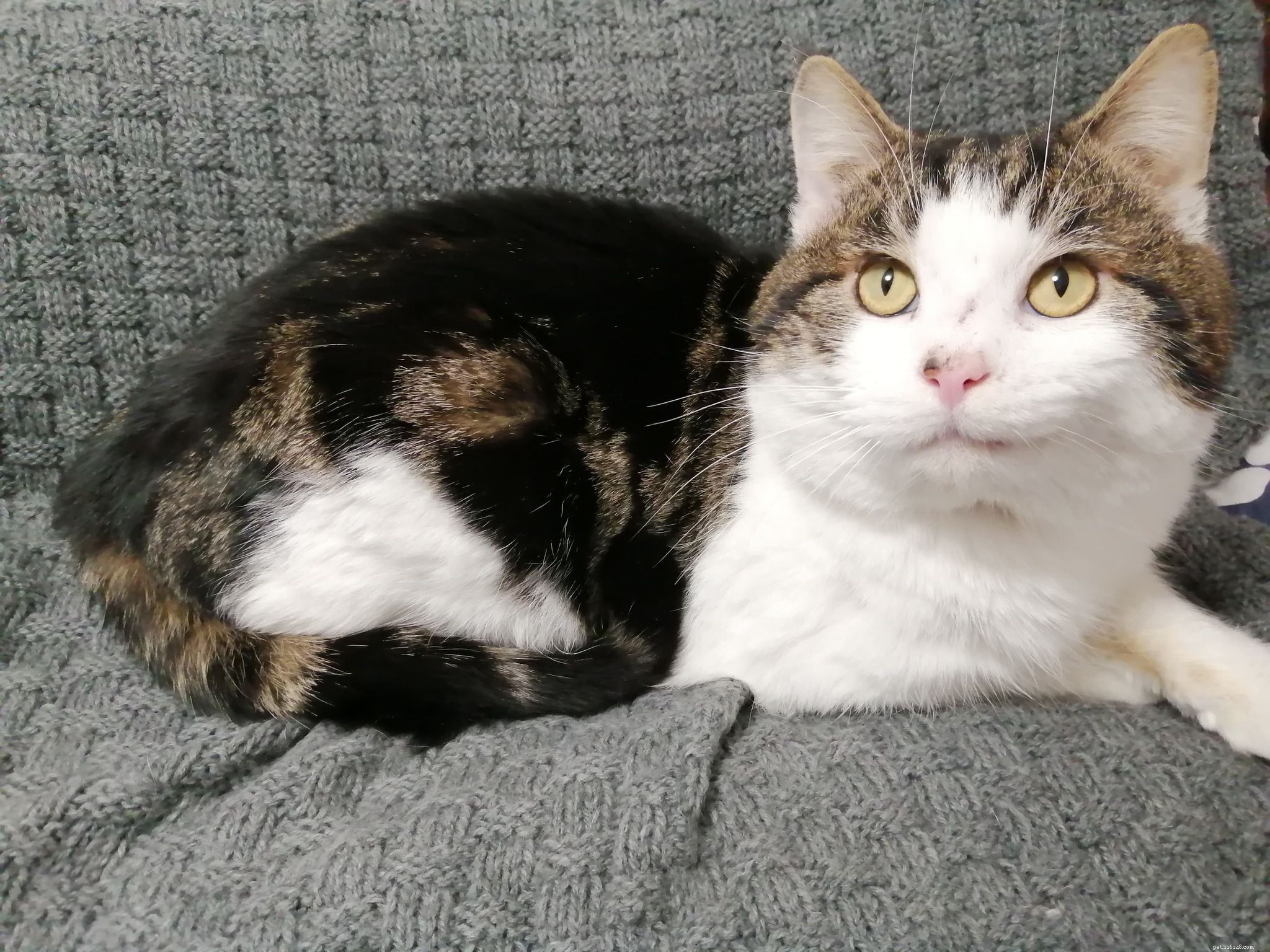 Isle of Sheppey Cat Survived Years After Air Gun Pellet Embedded in Face