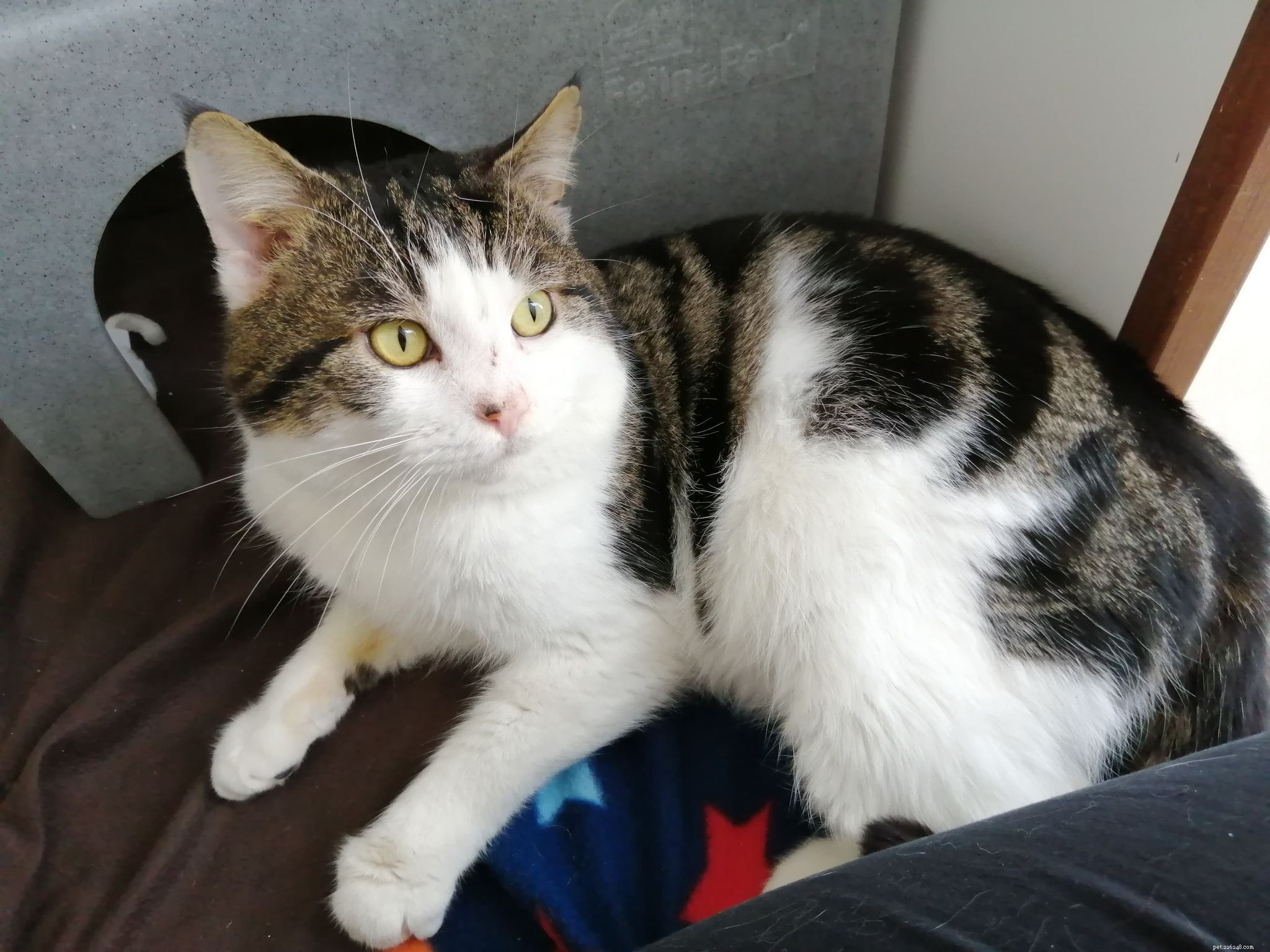 Isle of Sheppey Cat Survived Years After Air Gun Pellet Embedded in Face