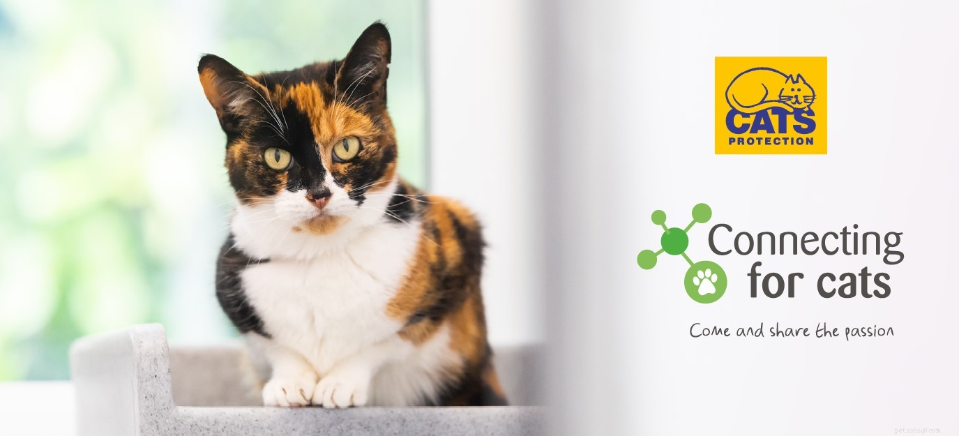 Apply as a Trustee for Cats Protection: Understand the Volunteer Role