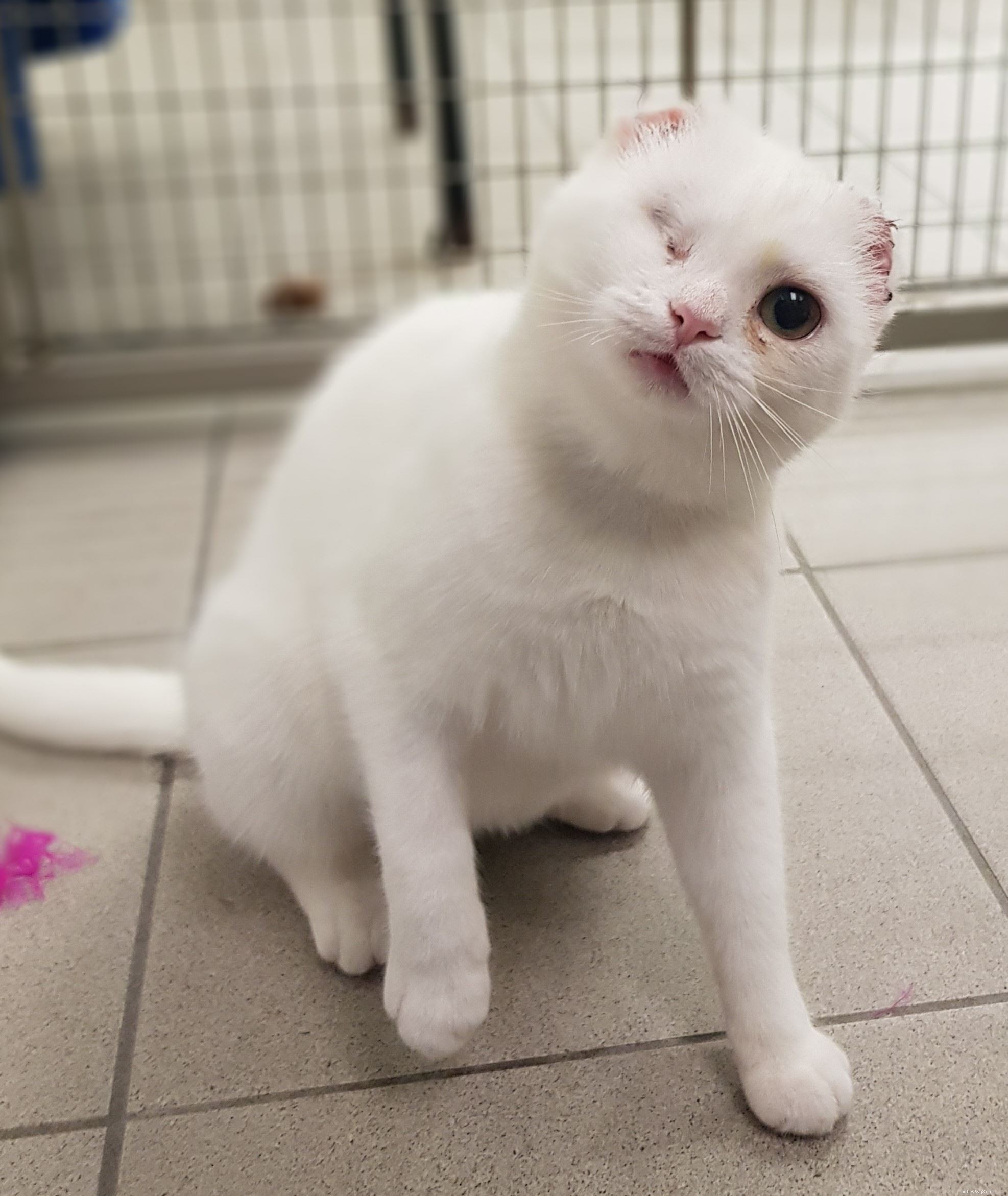 Protect Your Cat: Sunburn Risks & Prevention During Sun Awareness Week