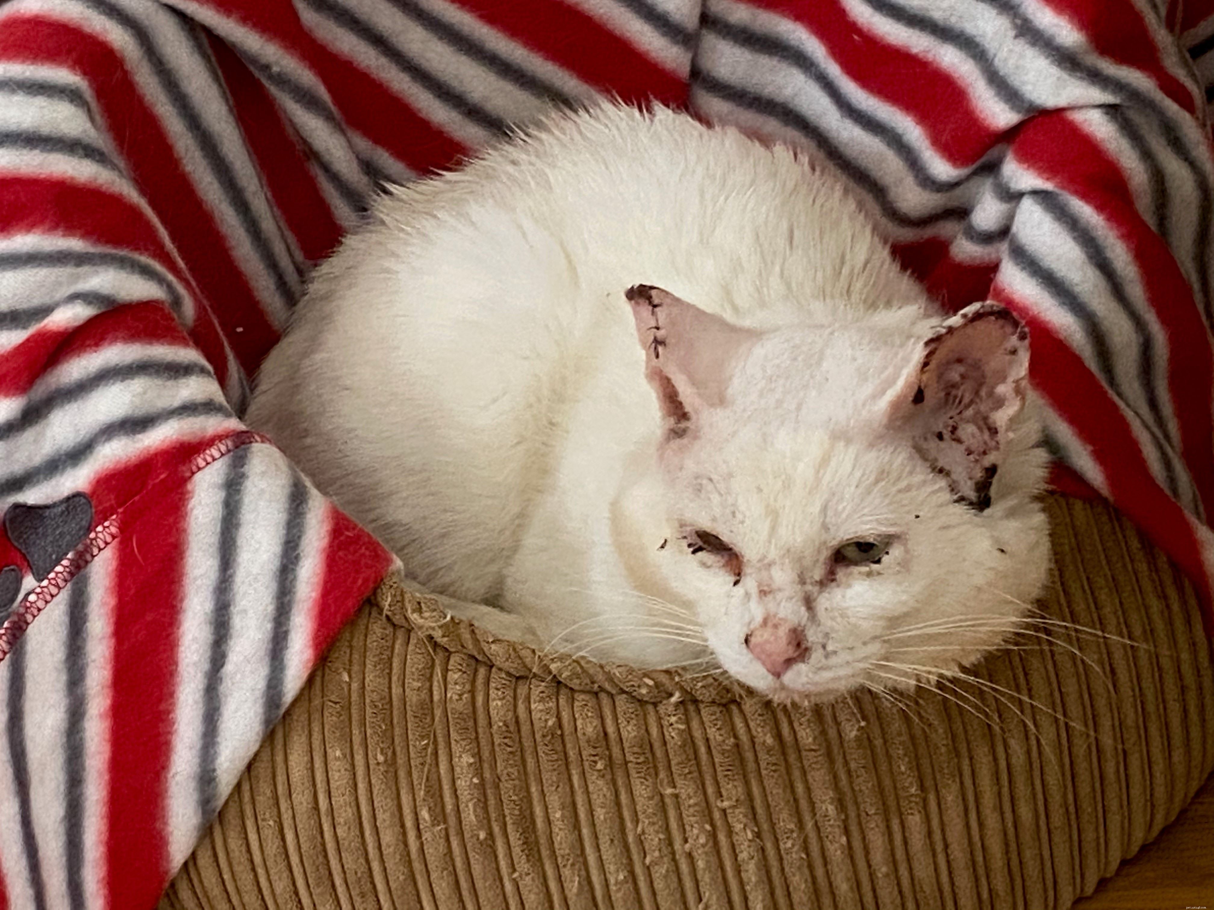 Protect Your Cat: Sunburn Risks & Prevention During Sun Awareness Week