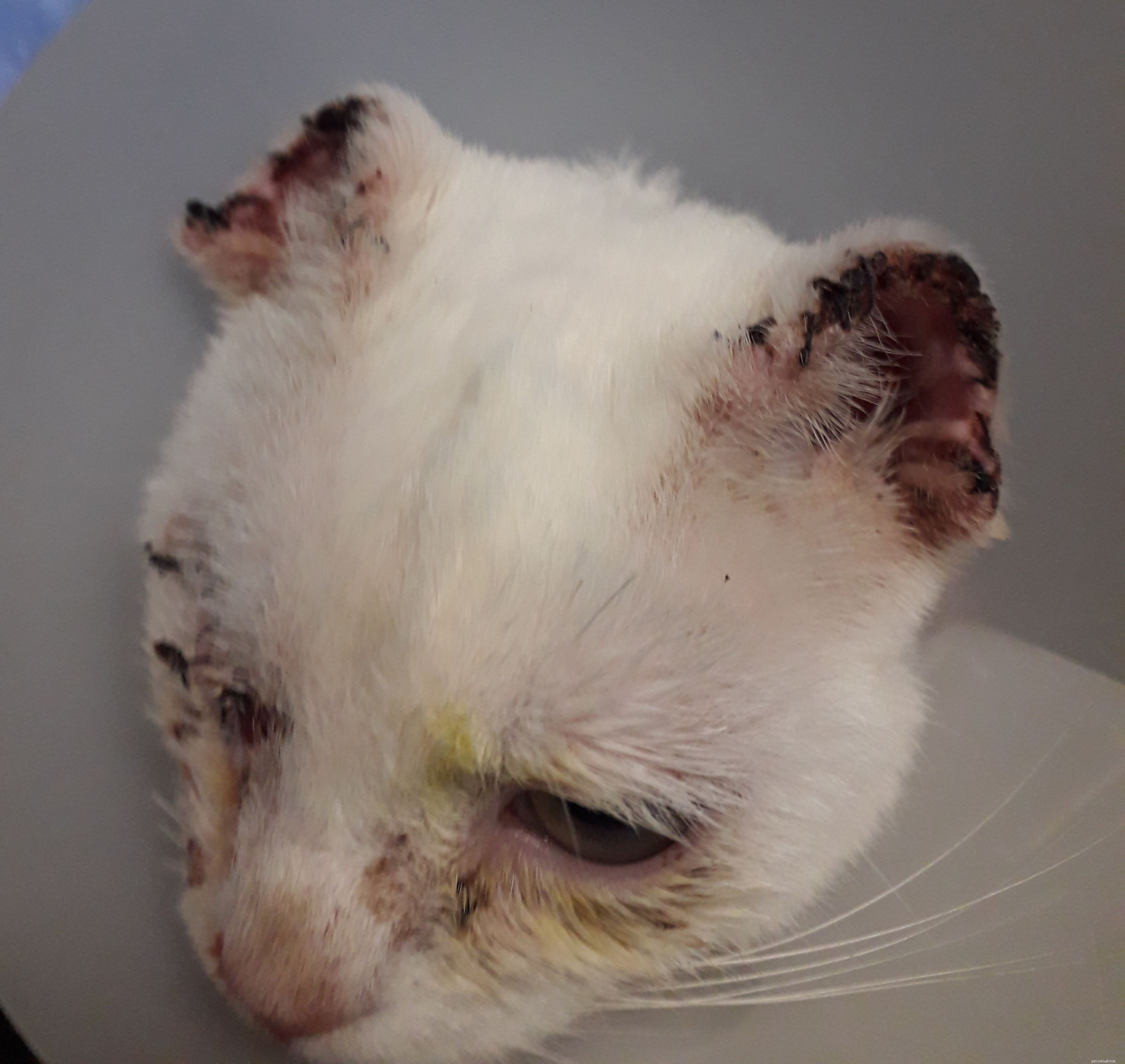 Protect Your Cat: Sunburn Risks & Prevention During Sun Awareness Week