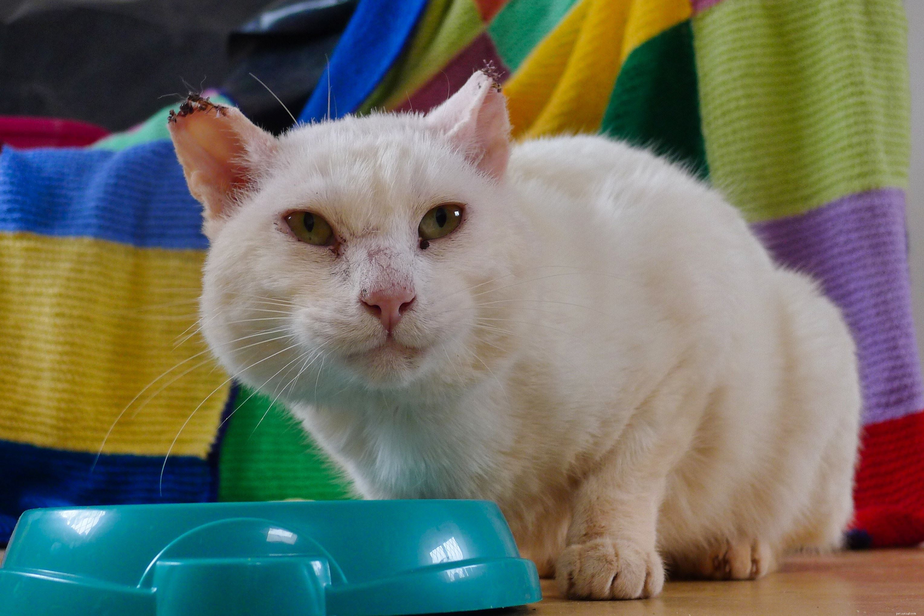 Protect Your Cat: Sunburn Risks & Prevention During Sun Awareness Week
