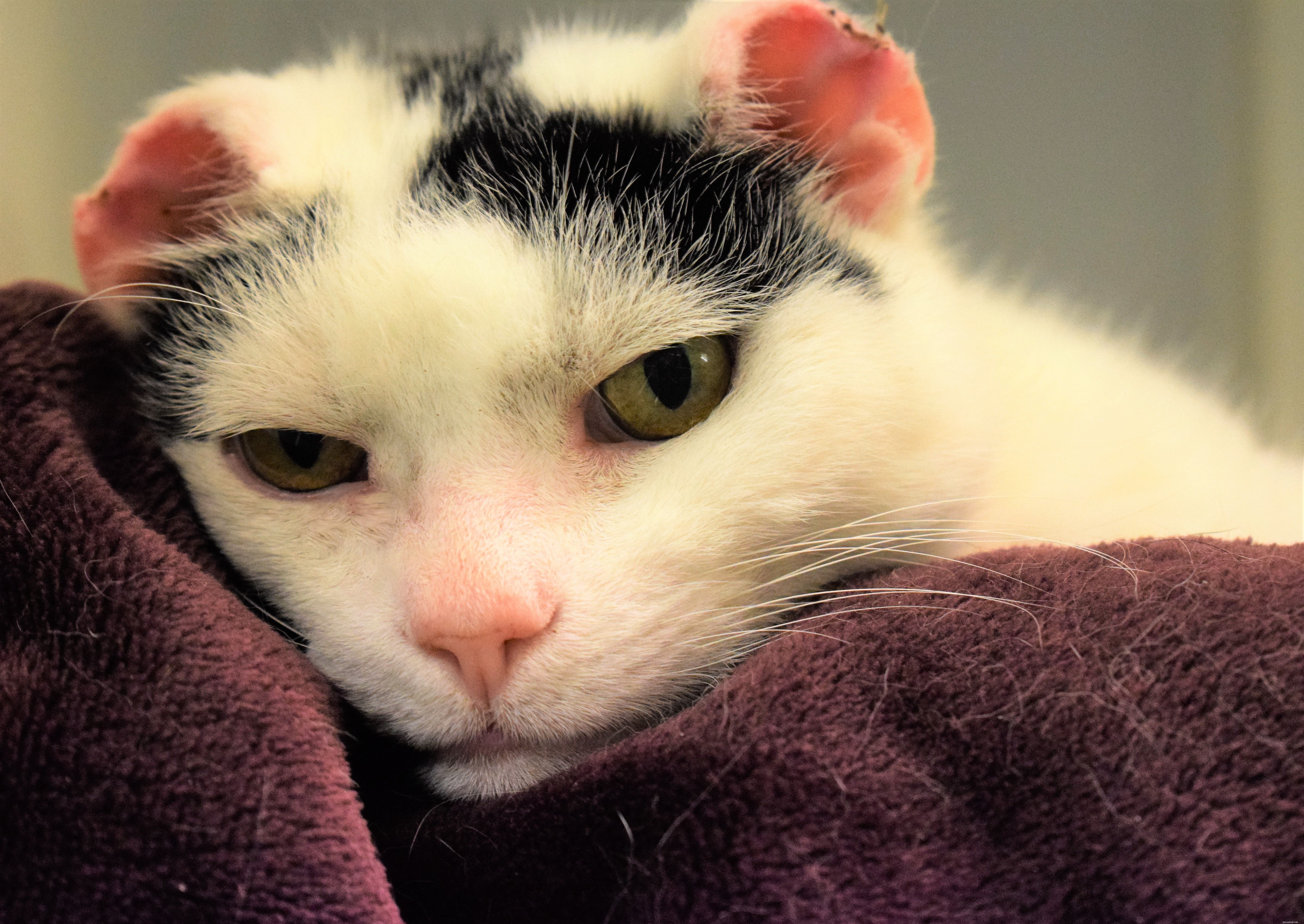 Protect Your Cat: Sunburn Risks & Prevention During Sun Awareness Week