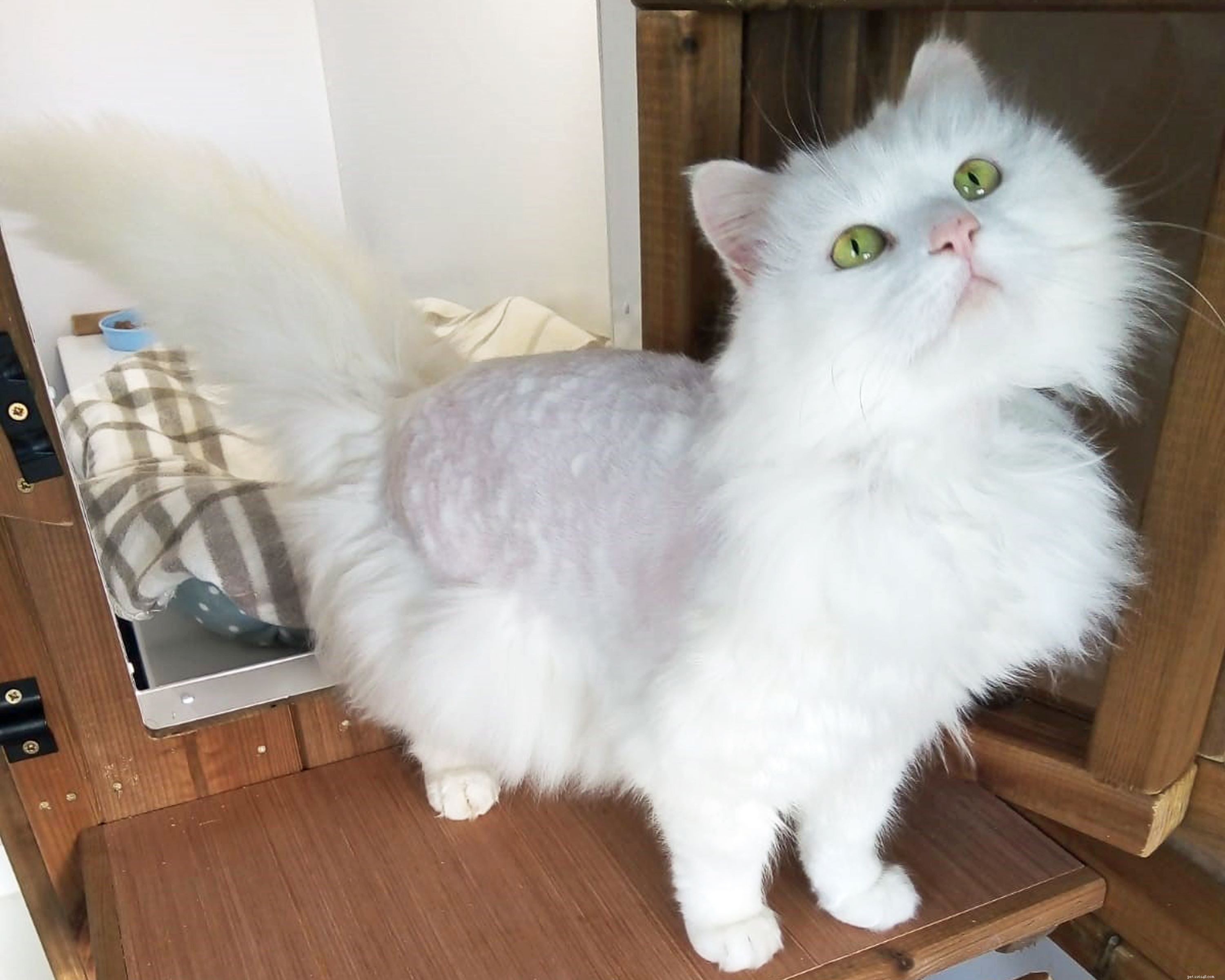 Rescue of Angel: Expensive Surgery Needed After Air Gun Injury in West Midlands